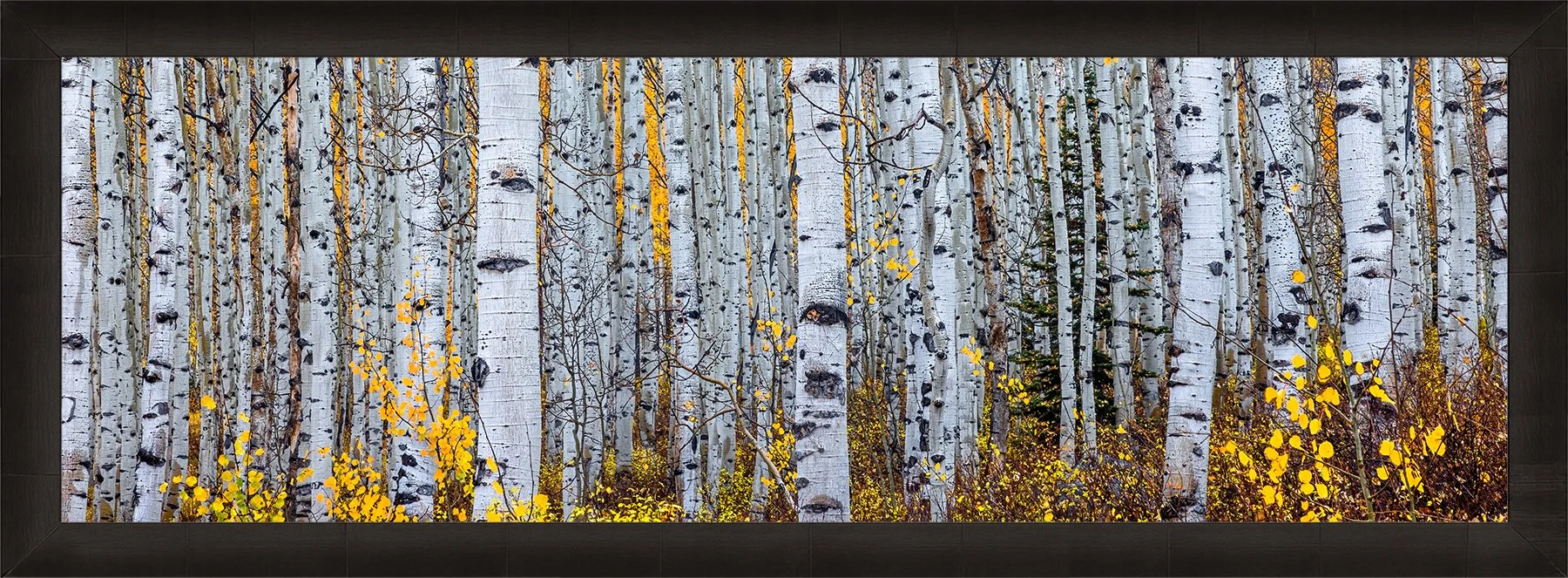 DeBock-Aspen-Forest-Framed-Dark-Ash-1800x.jpg