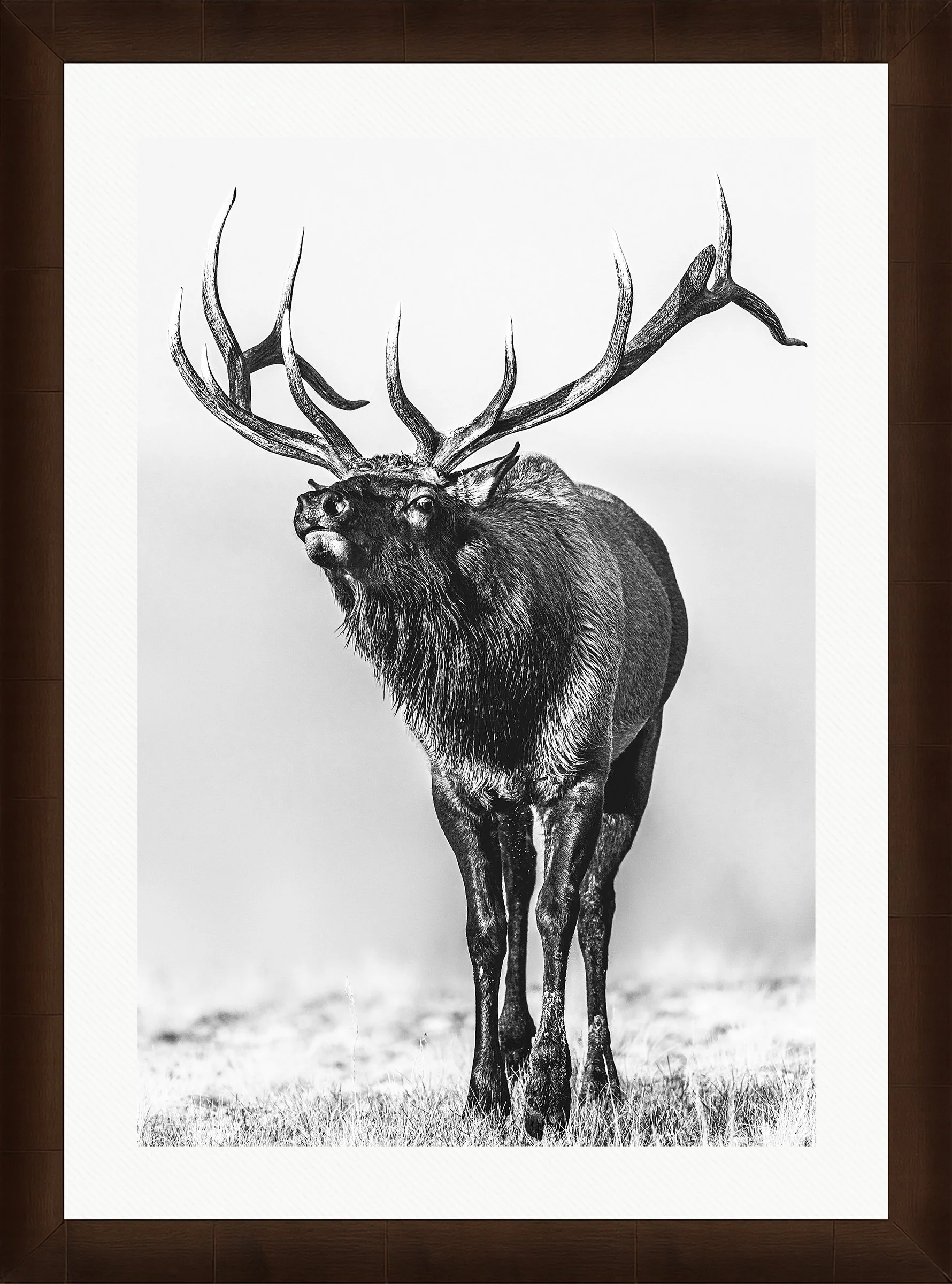 Blake-DeBock-Call-Of-The-Wild_web-Framed-Sequoia-Leaf-Wht-Liner_web.jpg