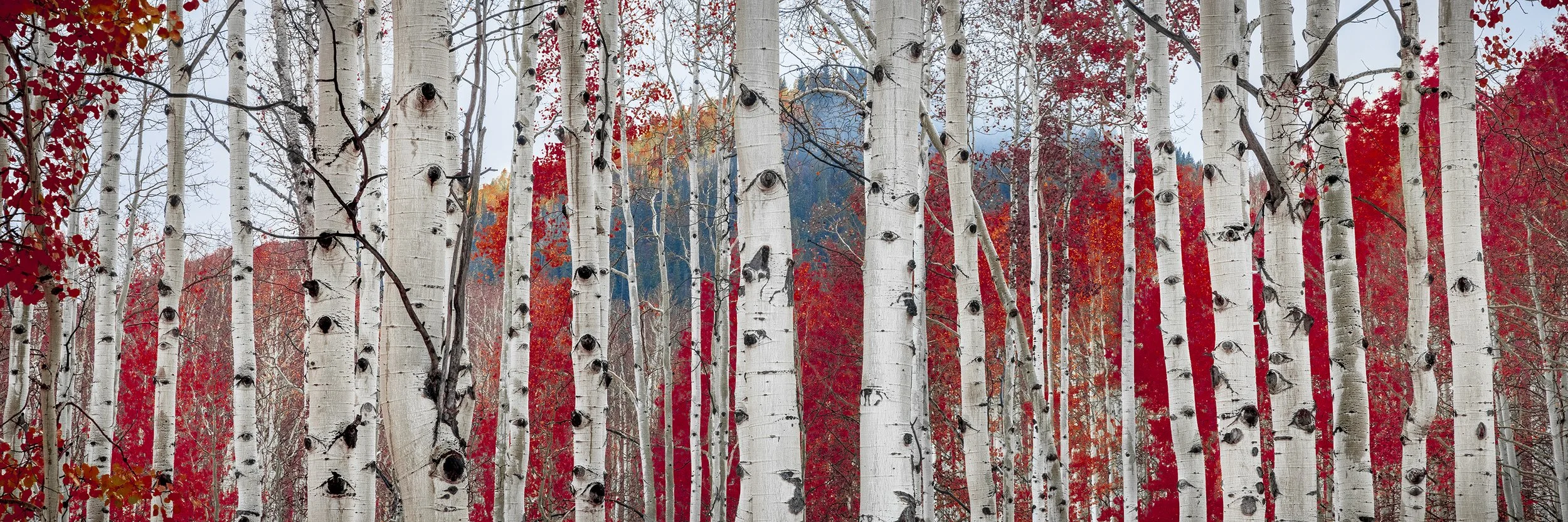 Blake-DeBock-Crimson-Veil-3000x.jpg