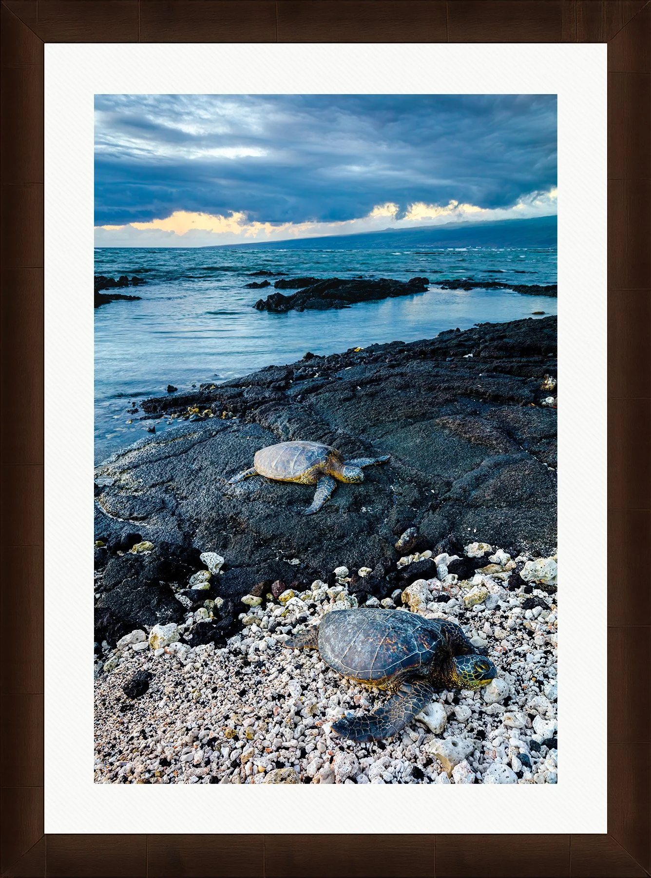DeBock-Sea-Turtles-Framed-Cigar-Leaf-Wht-Liner-1800x.jpg