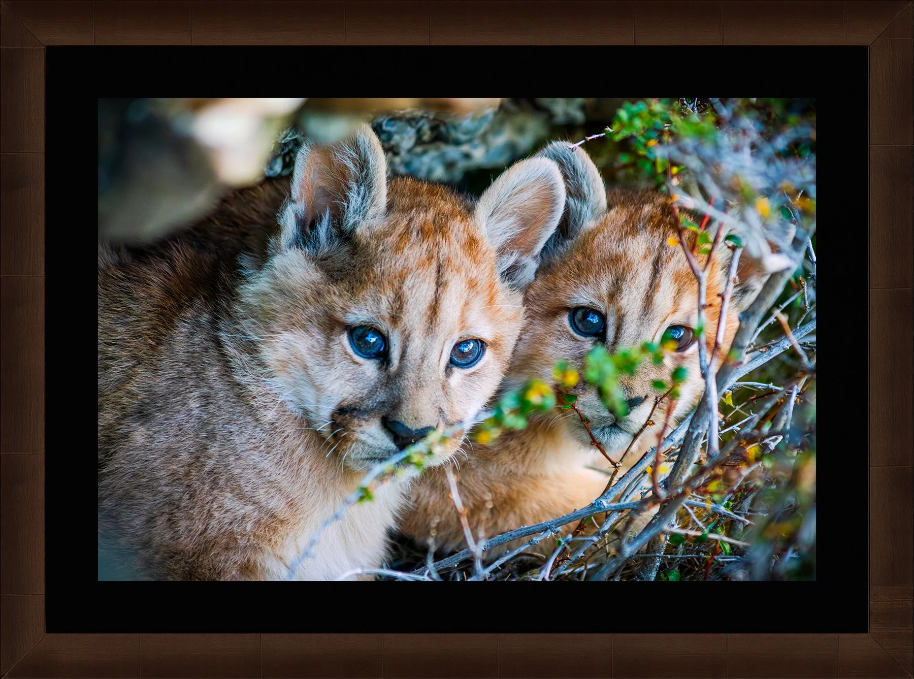 DeBock-Cubs-in-the-Cave-Framed-Cigar-Leaf-Blk-Liner-1800x.jpg