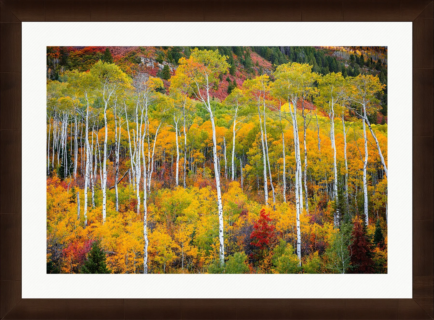 Blake-DeBock-Colorful-Colorado_web-Framed-Sequoia-Wht-Liner_web.jpg