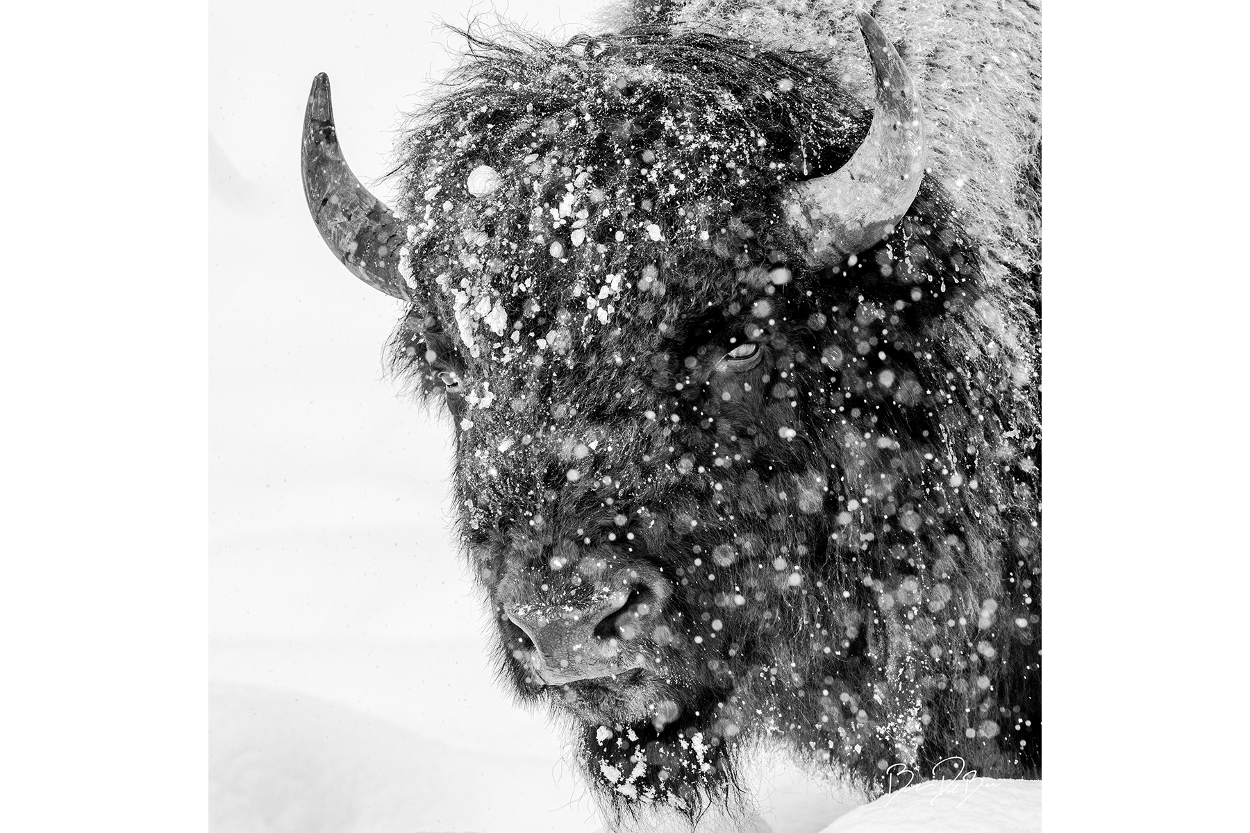 DeBock-Snowy-Bison-12x12.png