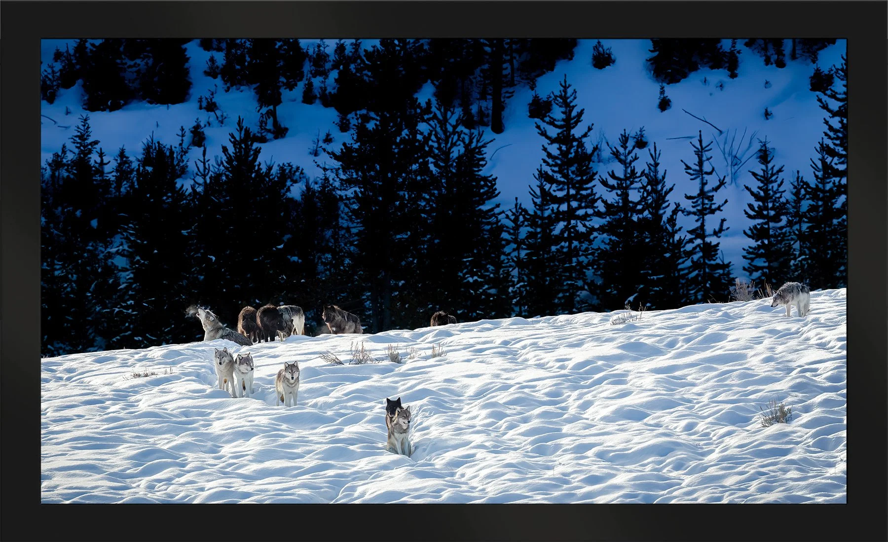 DeBock-Wapiti-Wolf-Pack-Framed-Matte-Black-1800x.jpg
