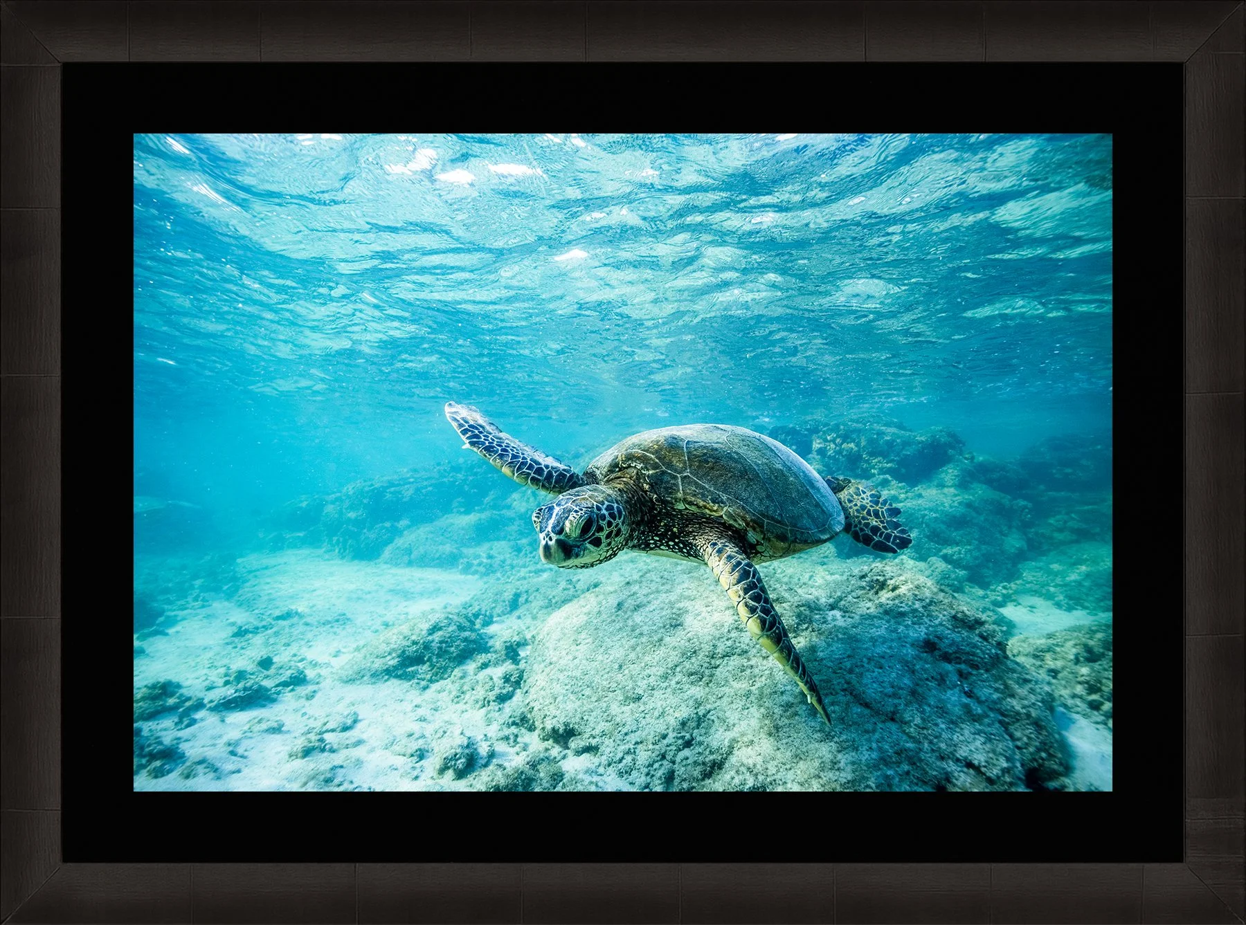 DeBock-Honu-Framed-Dark-Ash-Blk-Liner-1800x.jpg