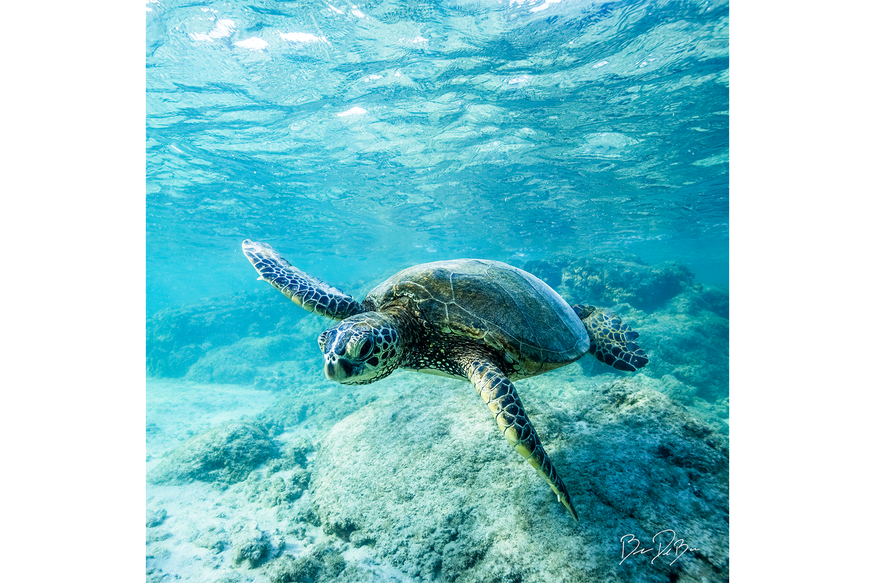 DeBock-Baby-Turtle-12x12-1800x.png