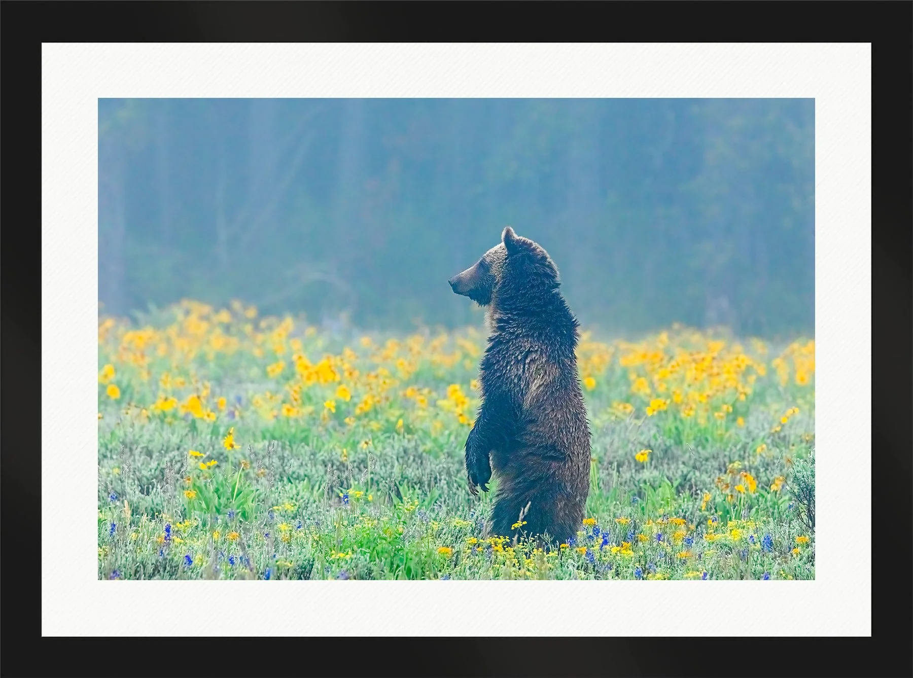 DeBock-Into-The-Mystic-Grizzly-399-Framed-Matte-Black-Wht-Liner-1800x.jpg