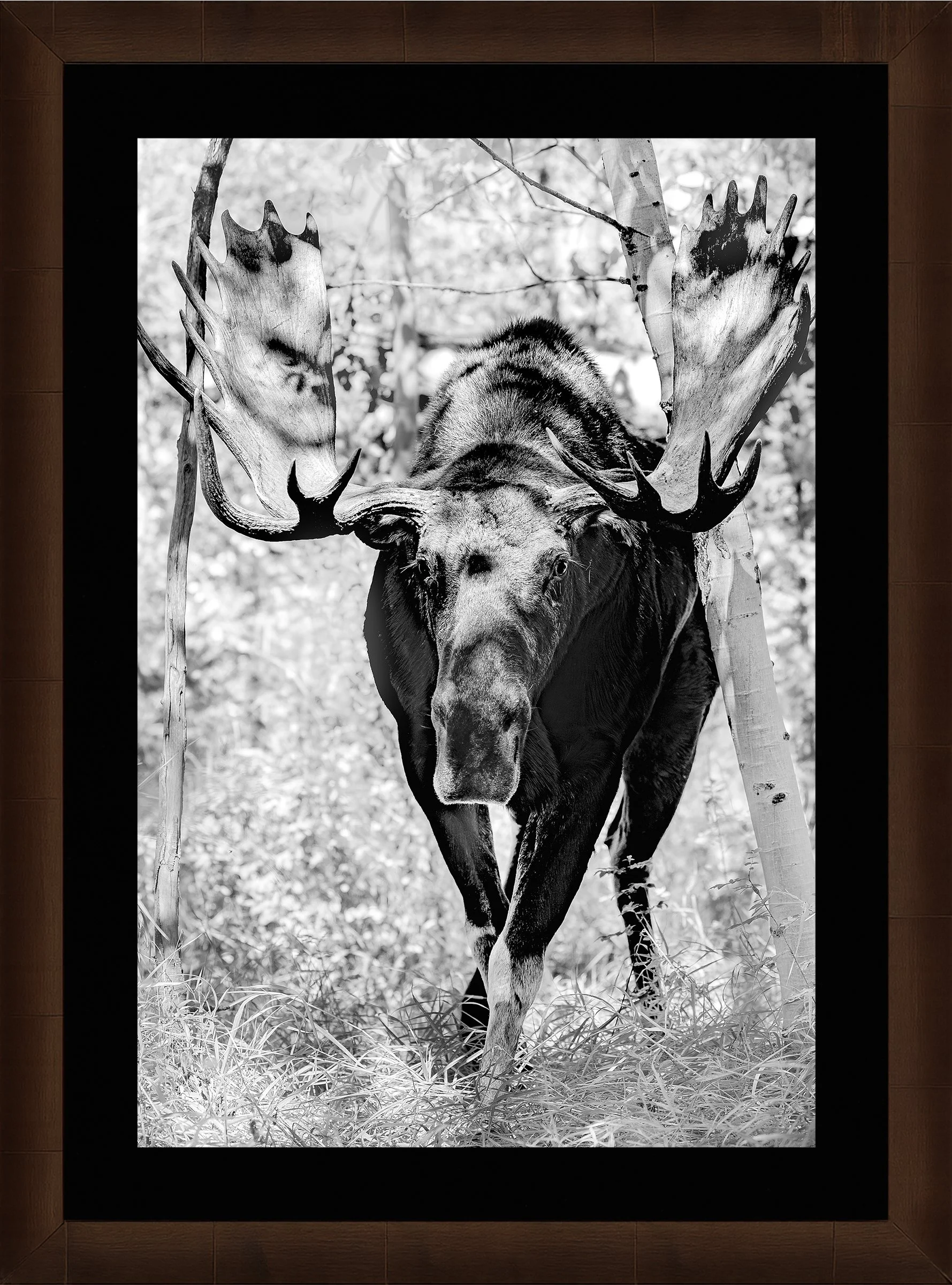 Blake-DeBock-King-of-the-Aspens_web-Framed-Sequoia-Blk-Liner_web.jpg