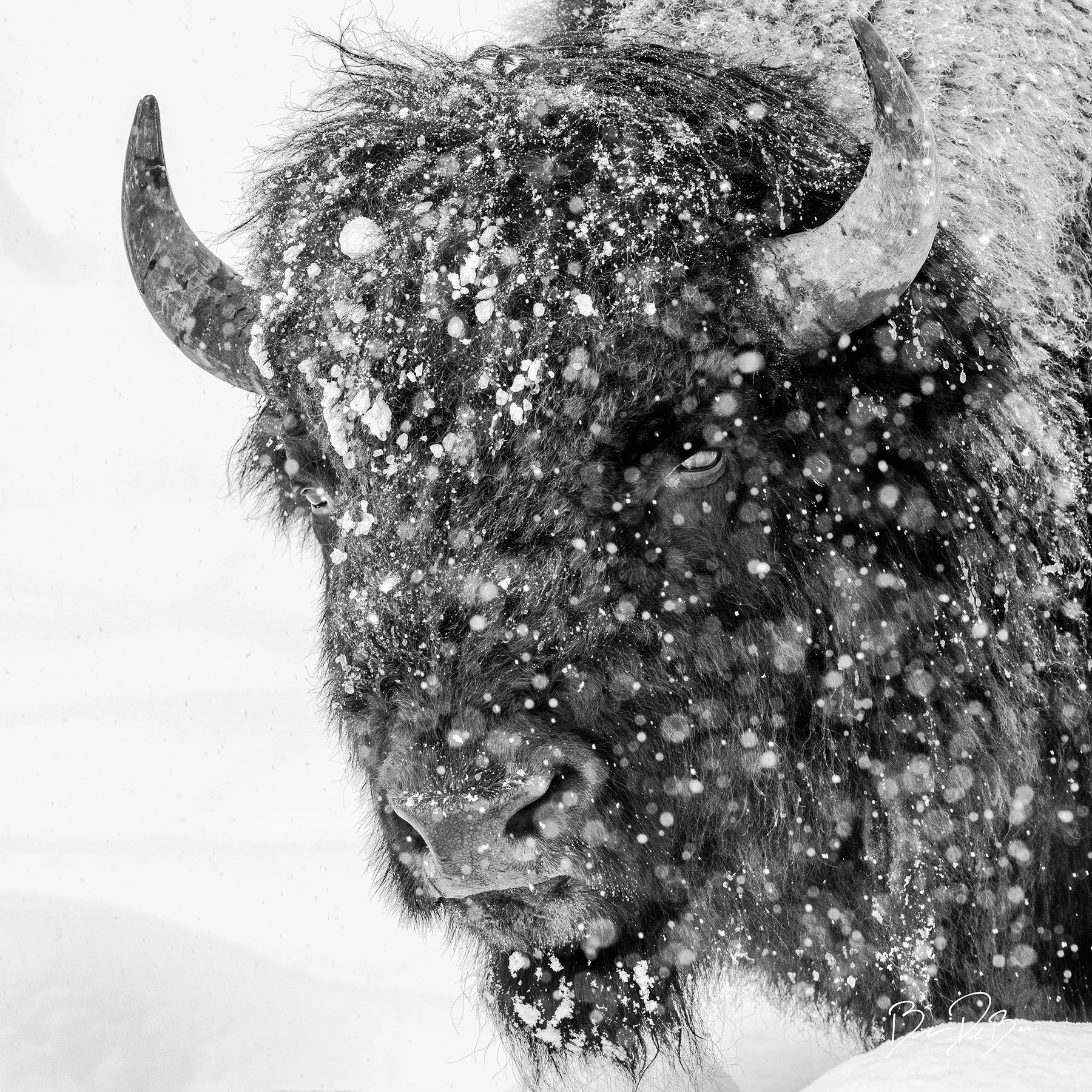 DeBock-Snowy-Bison-12x12_web.jpg