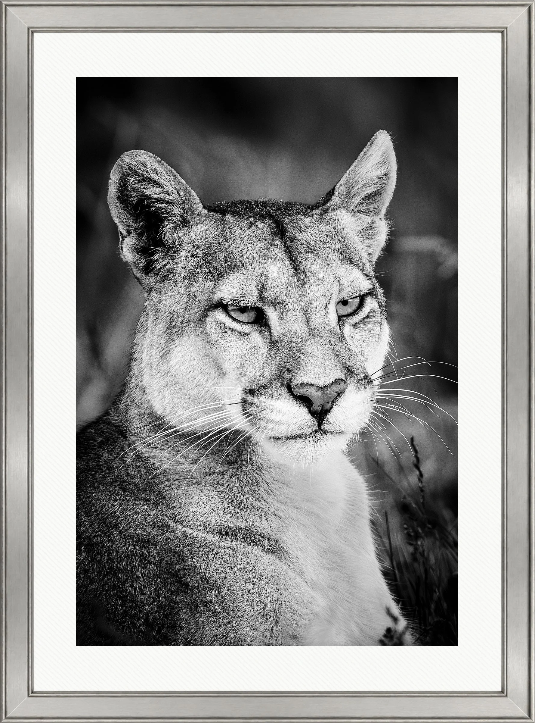 Blake-DeBock-Shadow_web-Framed-Brushed-Silver-Wht-Liner_web.jpg
