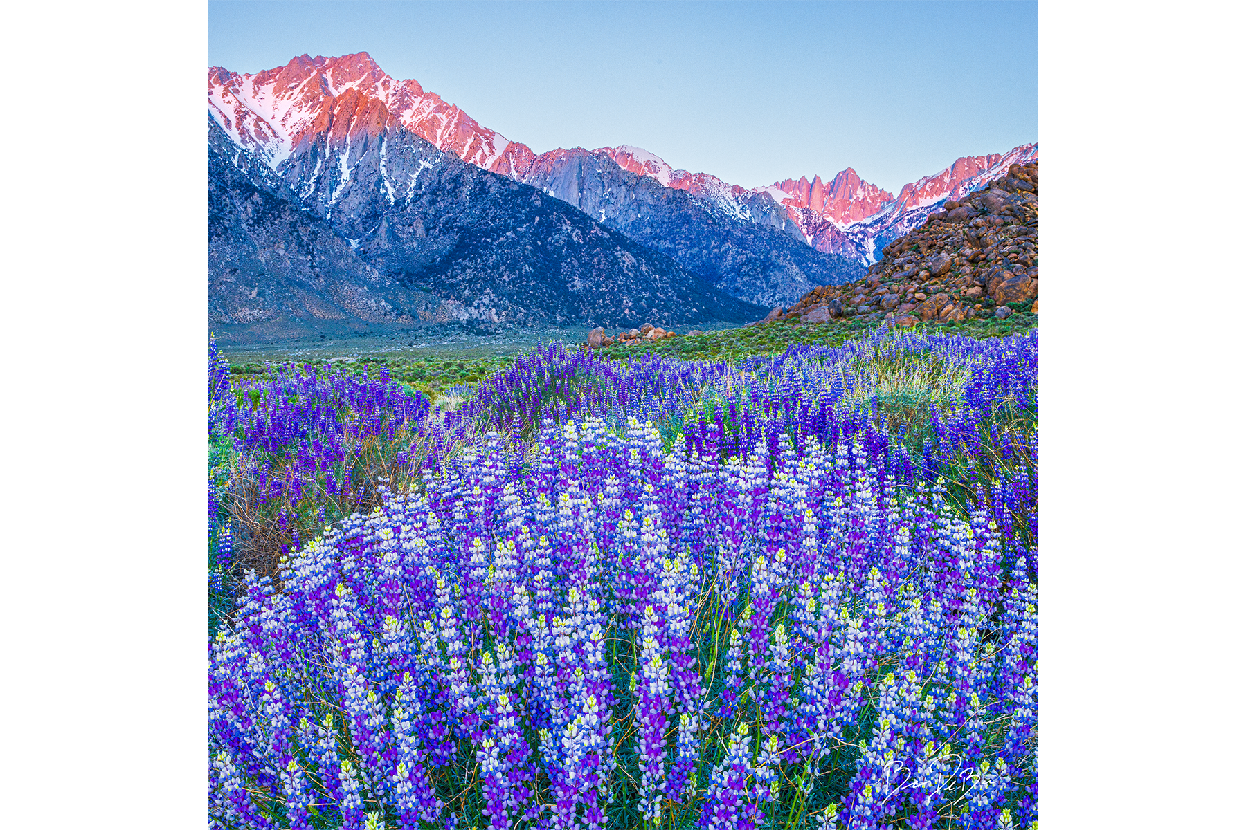 DeBock-Sierra-Lupines-12x12.png