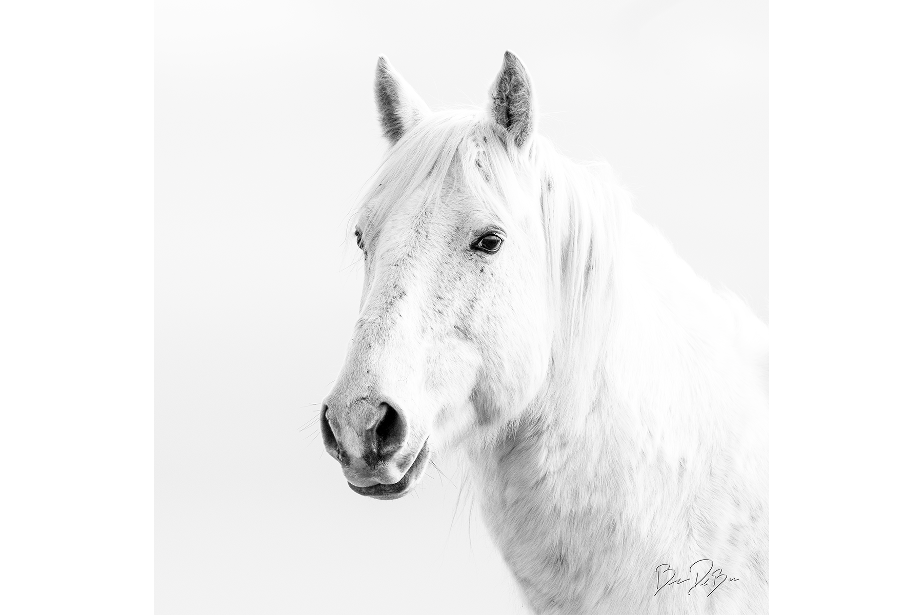 DeBock-White-Horse-12x12.png