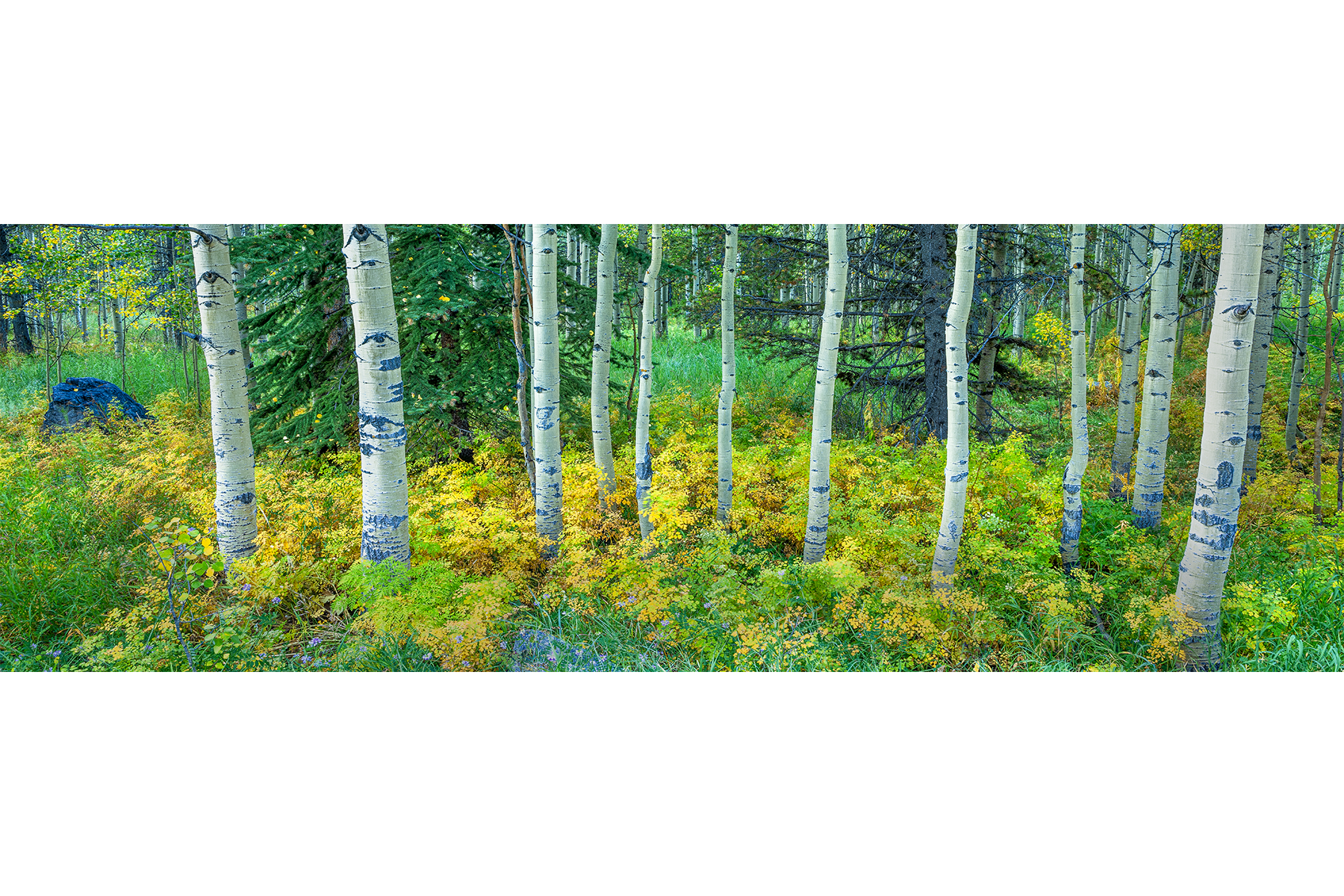 DeBock-Aspen-Meadow-1800x.png