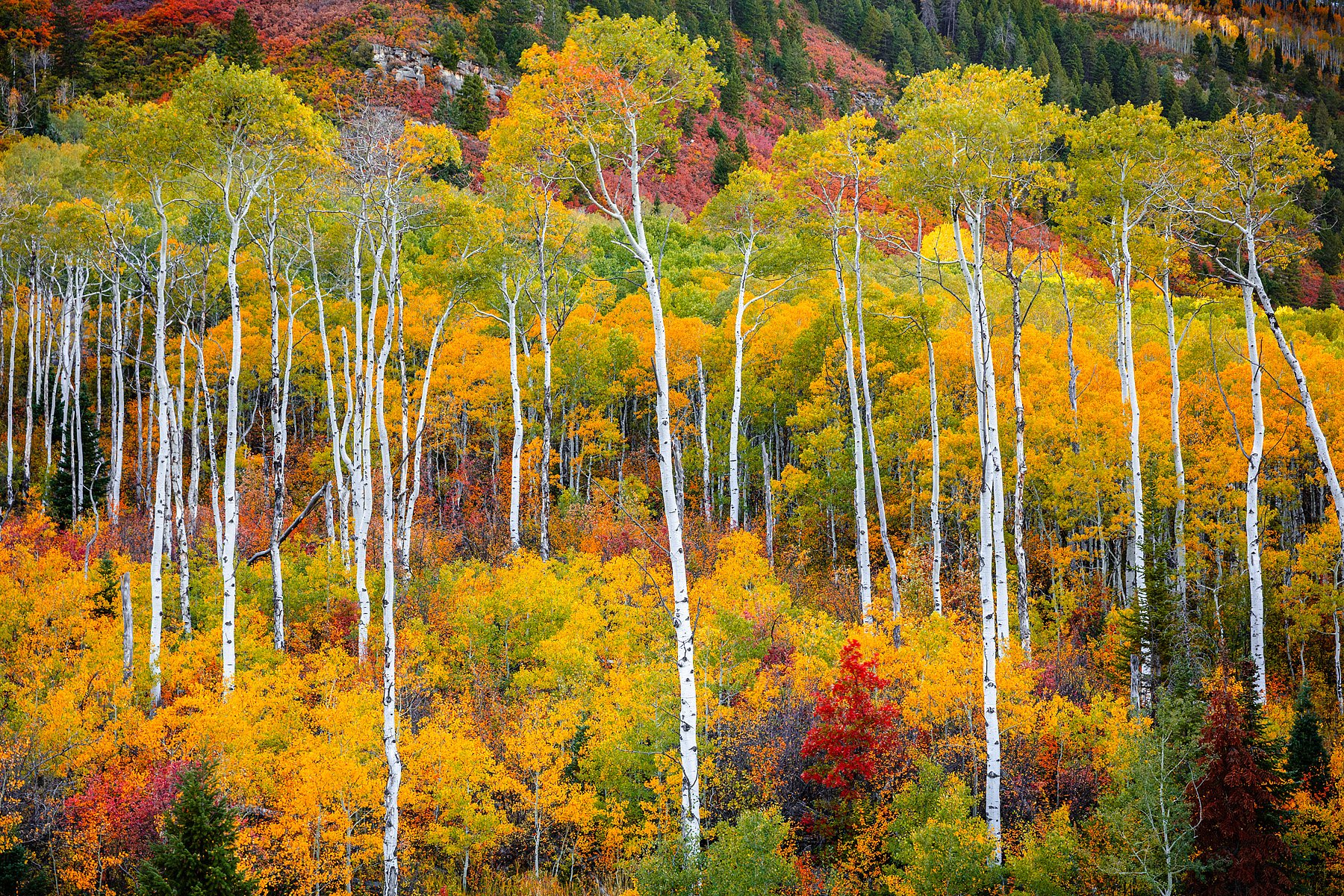 COLORFUL COLORADO