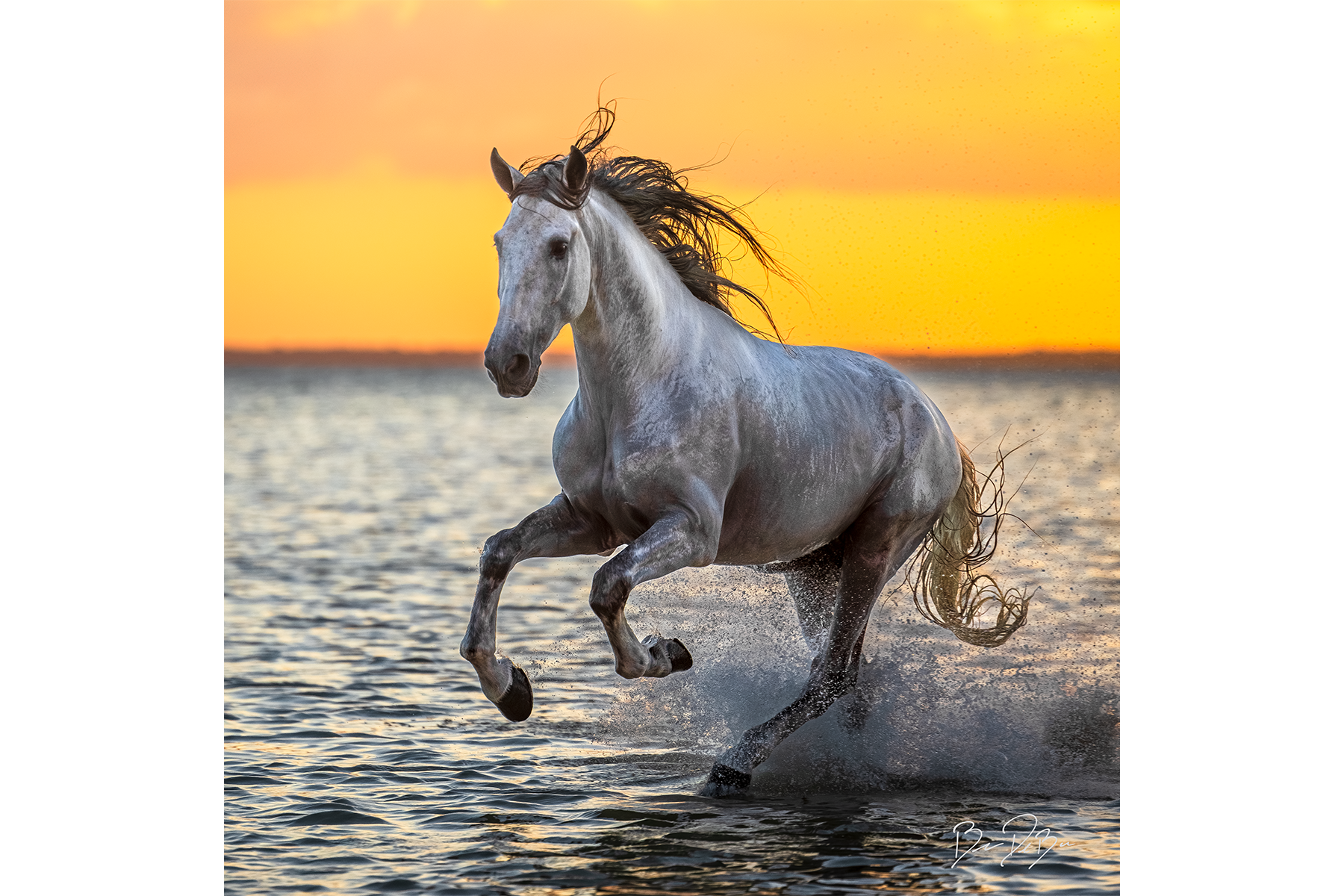 SEA HORSE
