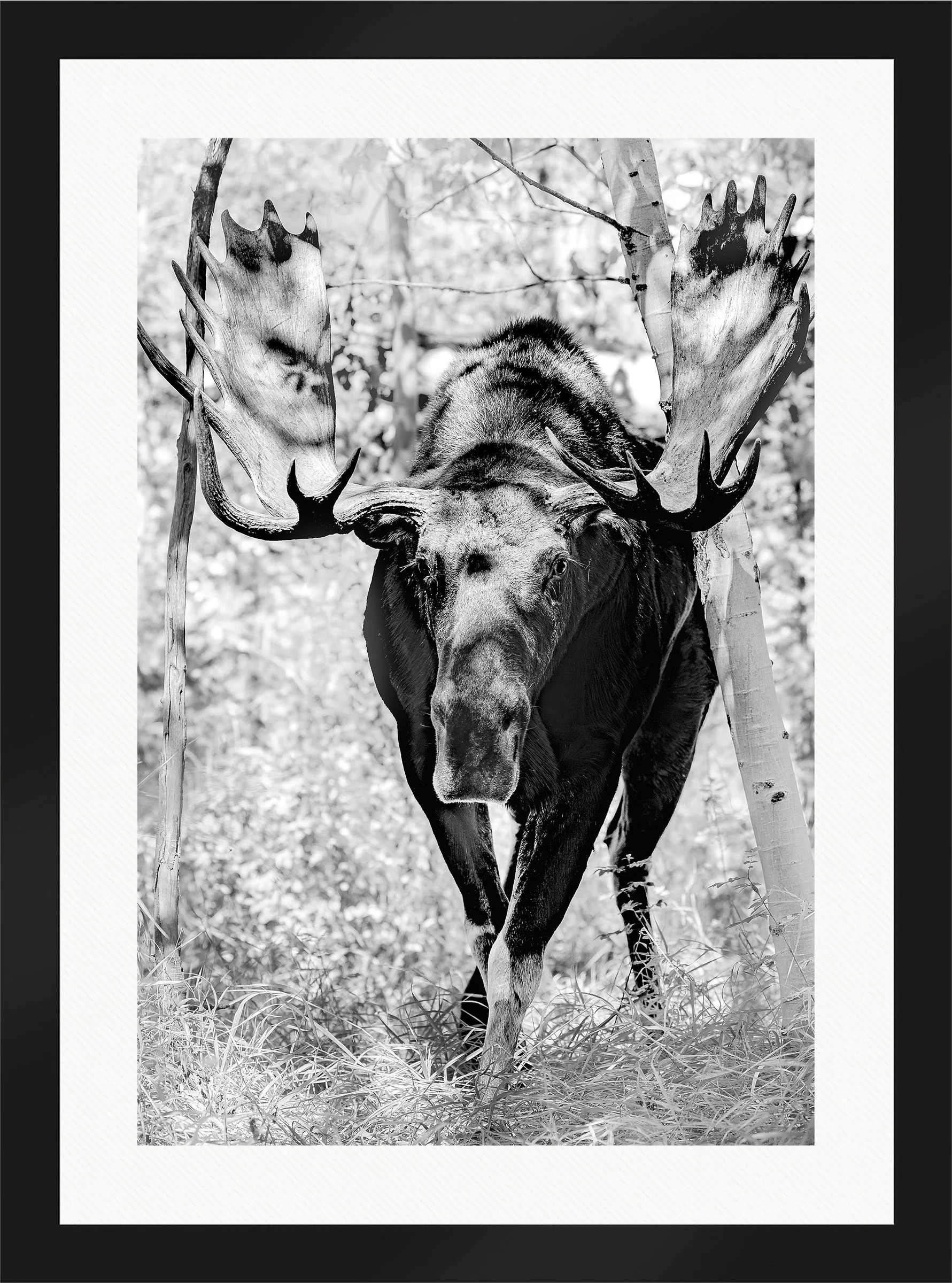 Blake-DeBock-King-of-the-Aspens_web-Framed-Matte-Black-Wht-Liner_web.jpg