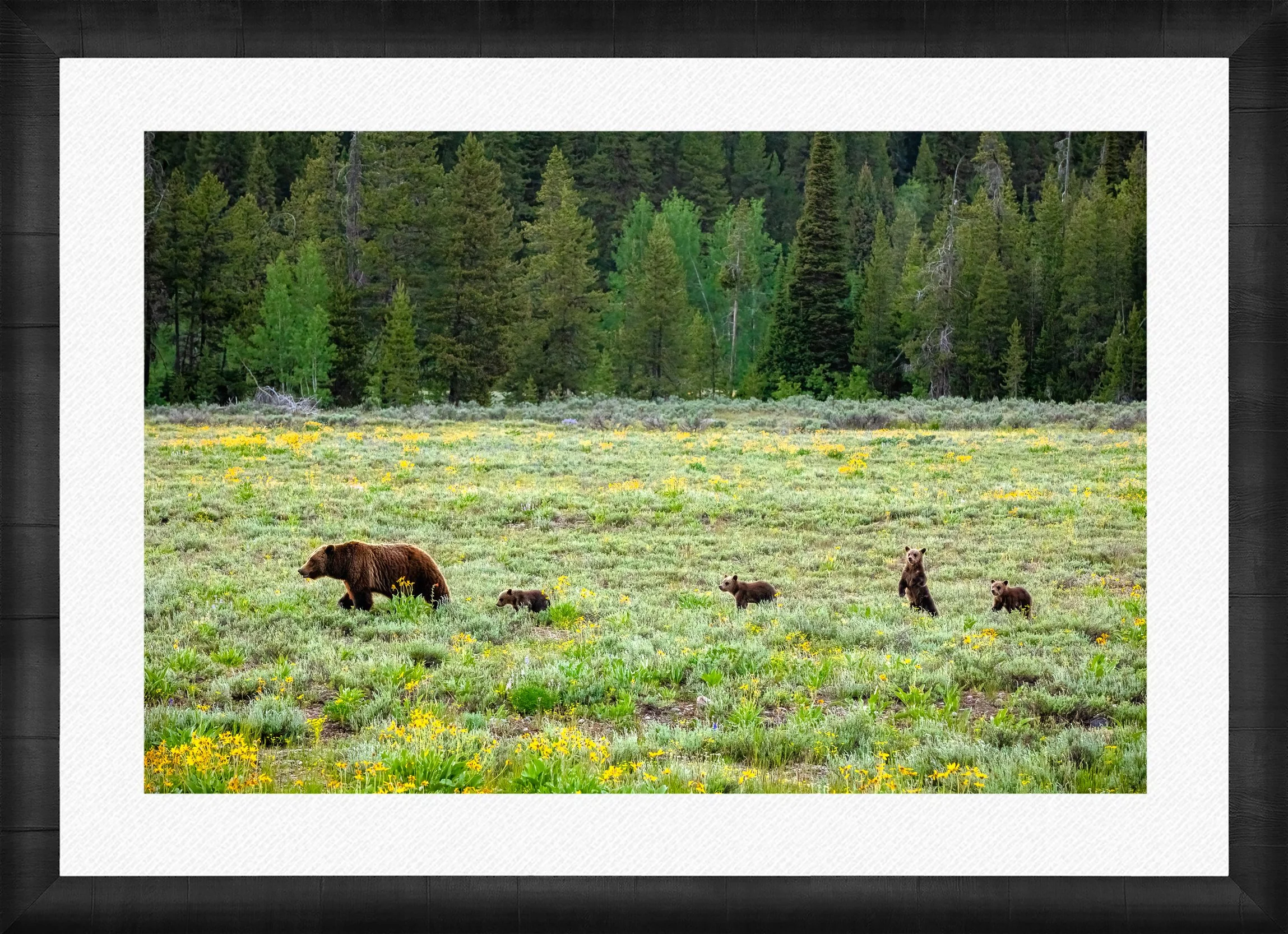 Curious-Cub-Framed-Dark-Ash-Wht-Liner.jpg