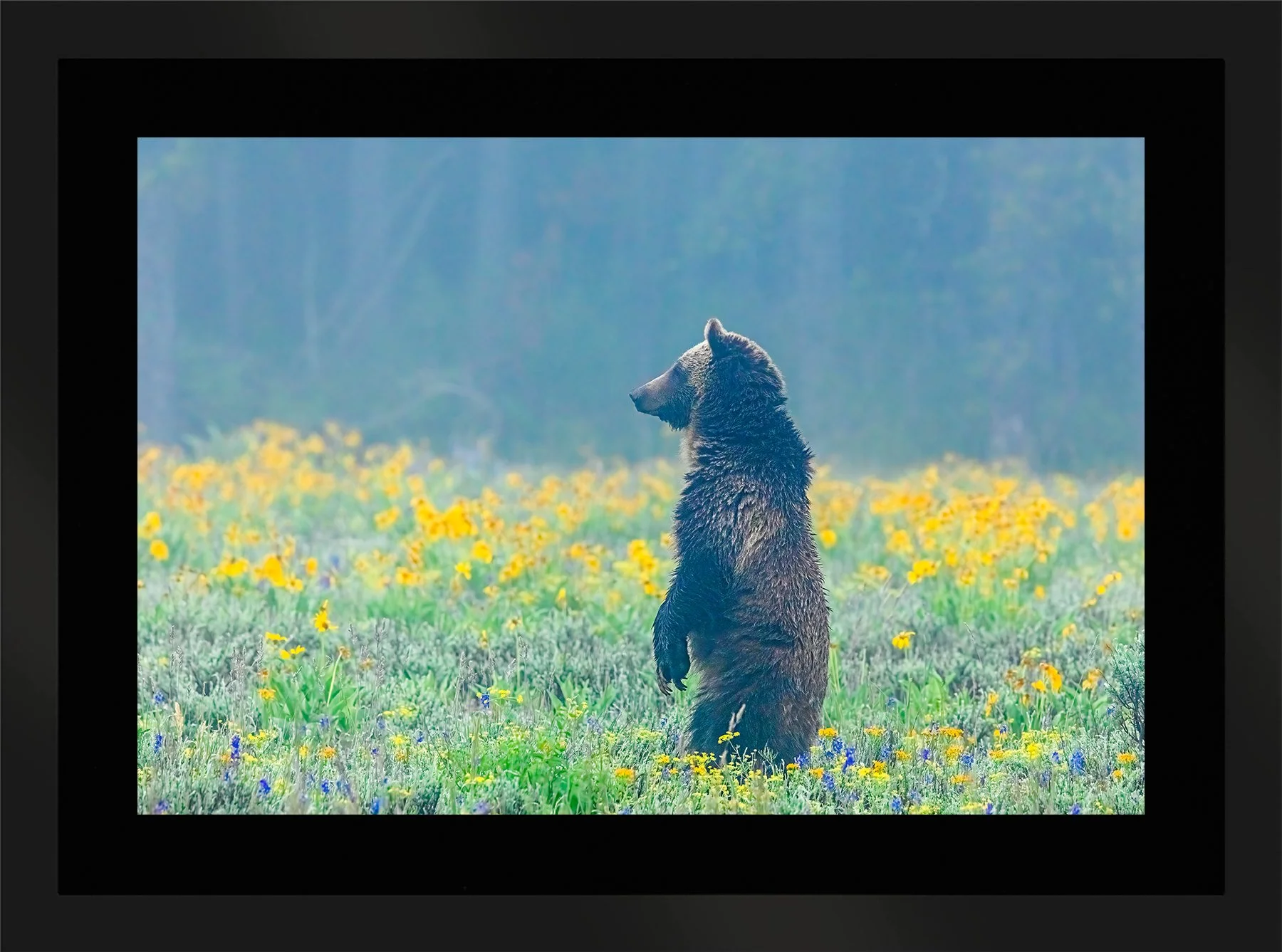 DeBock-Into-The-Mystic-Grizzly-399-Framed-Matte-Black-Blk-Liner-1800x.jpg