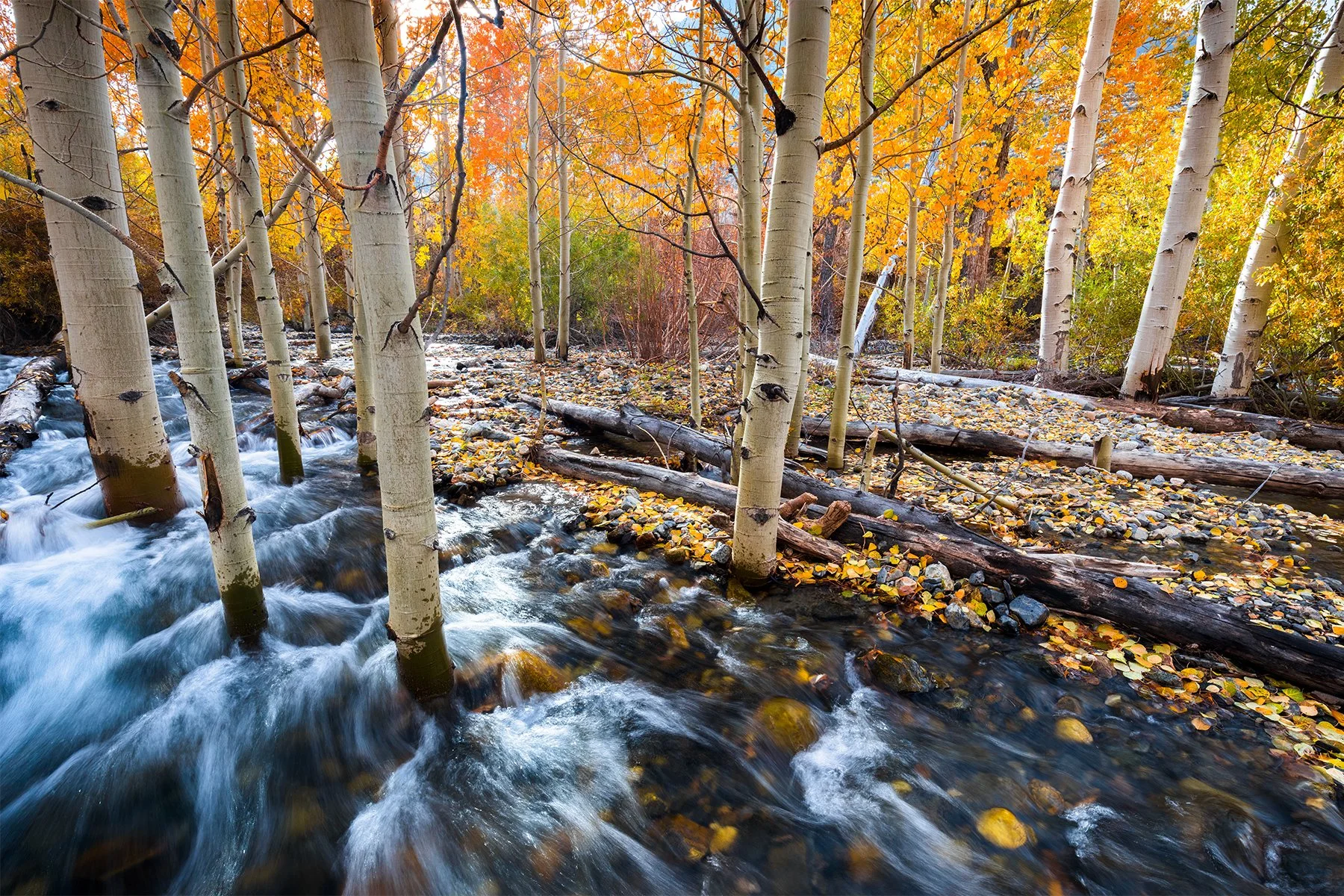 EASTERN SIERRA ASPENS – COLLECTOR'S RESERVE