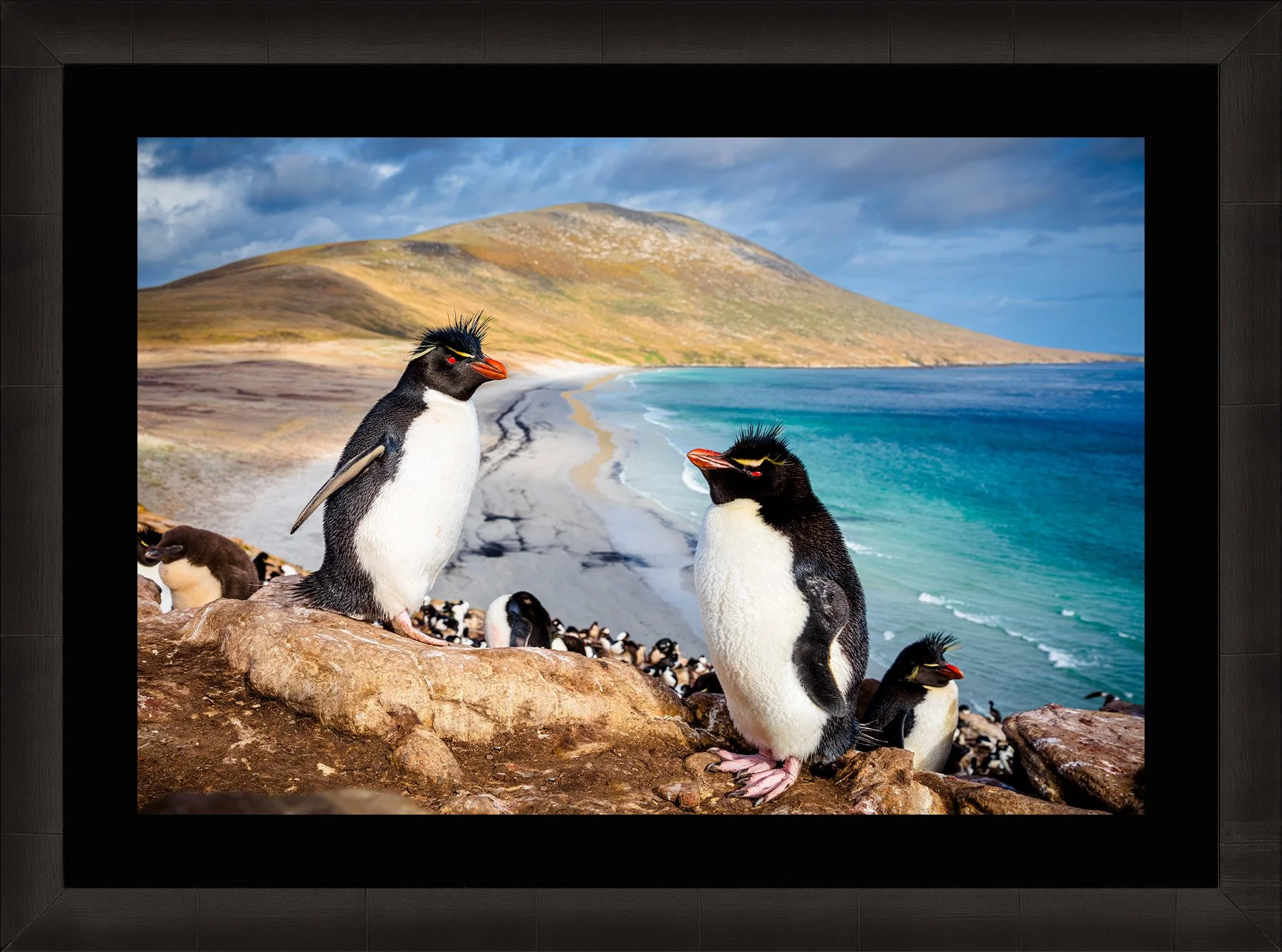 Blake-DeBock-Rockhopper-Colony-Framed-Summit-Ash-Blk-Liner-1800x.jpg