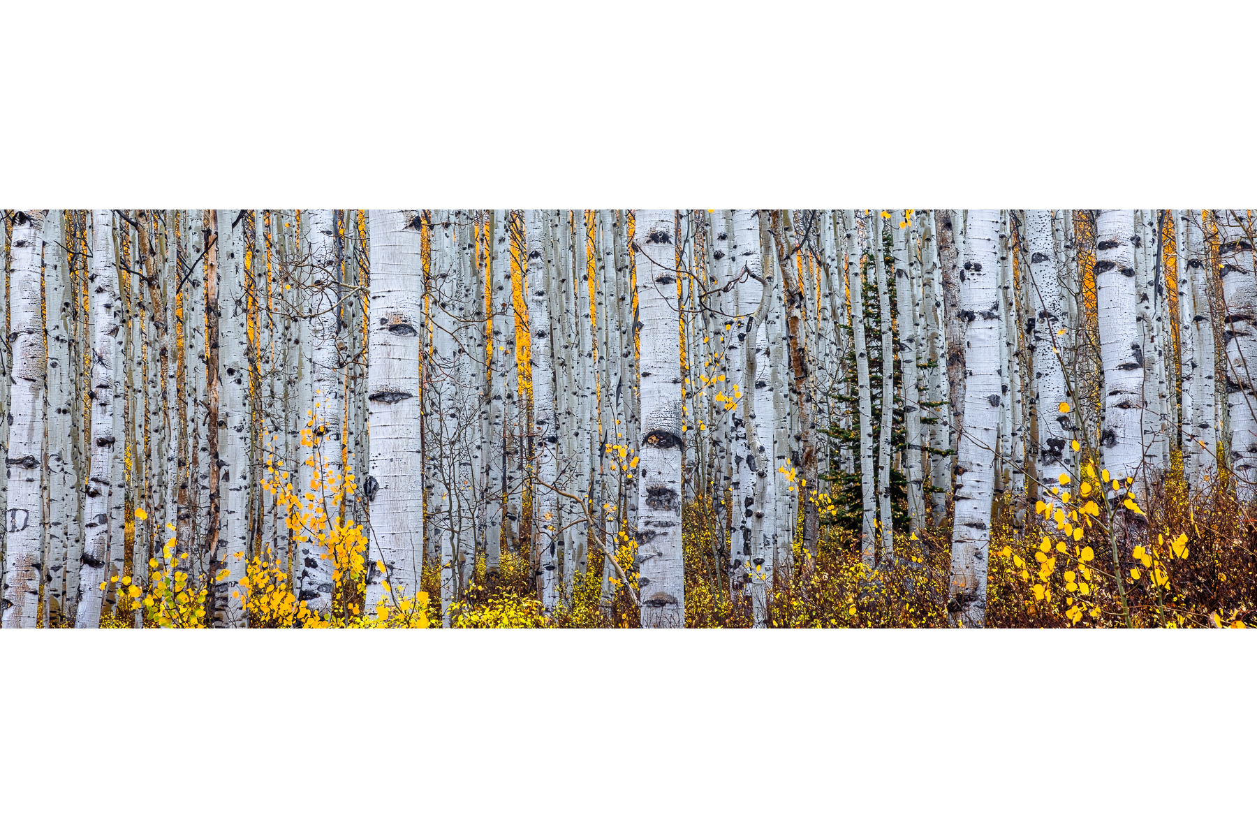 ASPEN FOREST