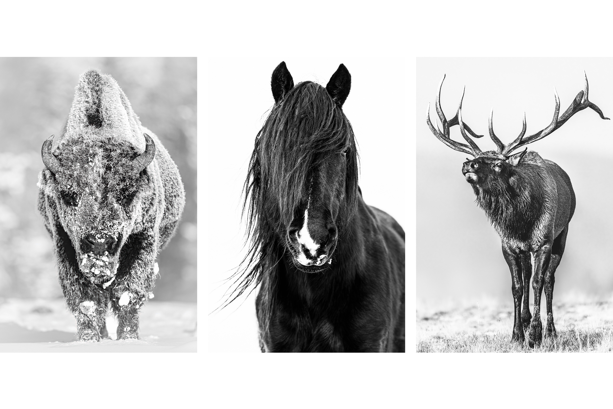 ICONS OF THE WEST TRIPTYCH