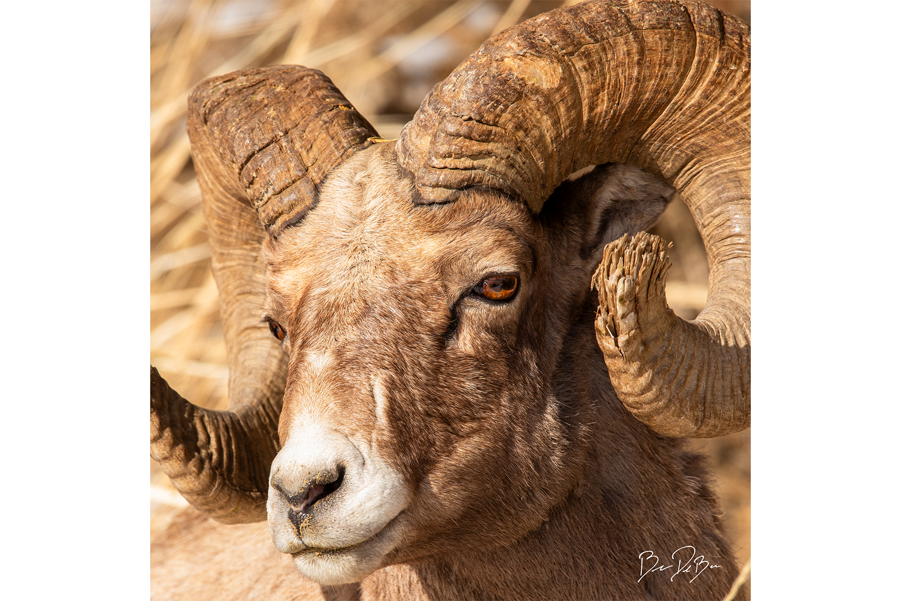 Blake-DeBock-Bighorn-Sheep_Web.png