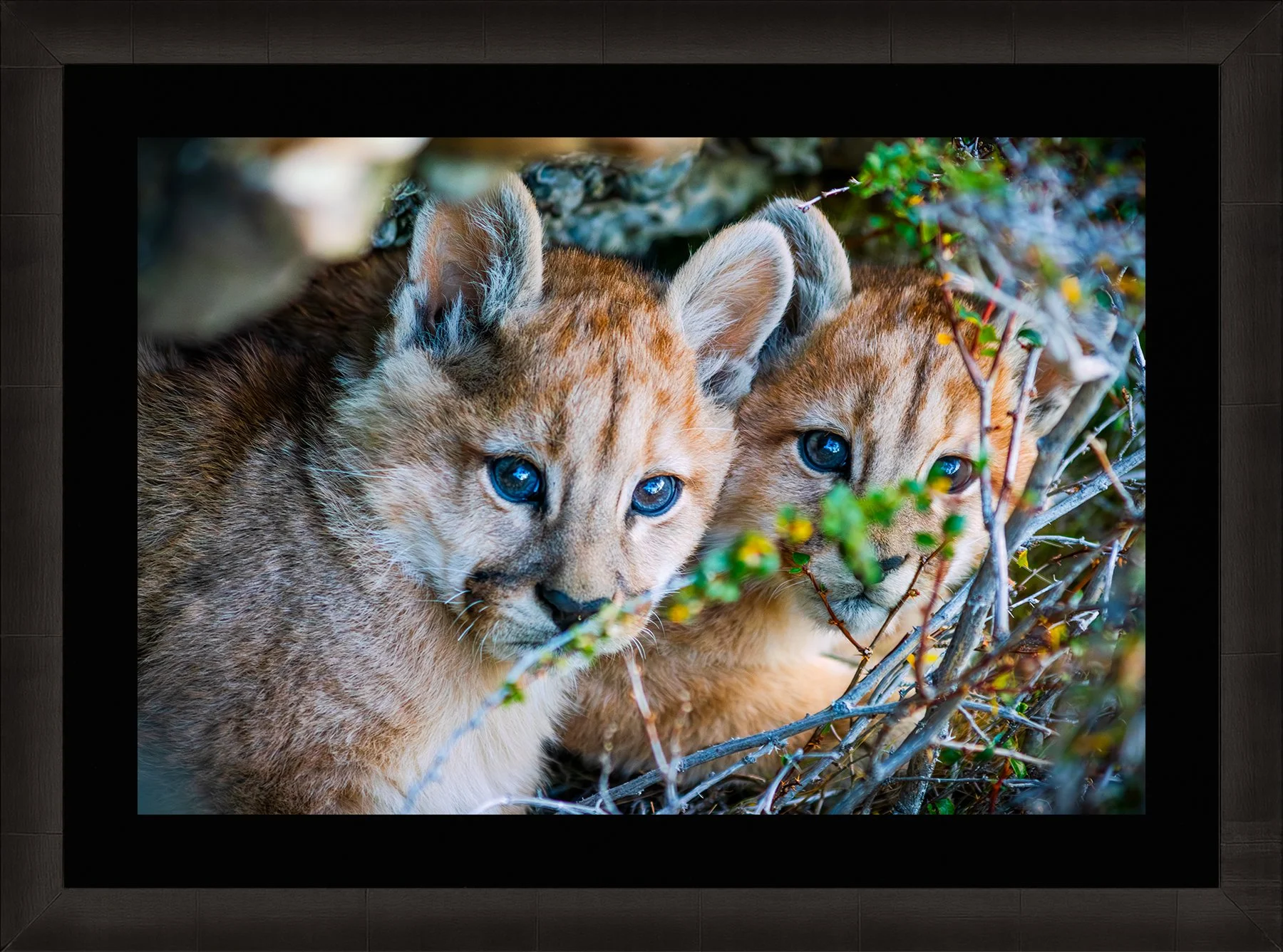 DeBock-Cubs-in-the-Cave-Framed-Dark-Ash-Blk-Liner-1800x.jpg