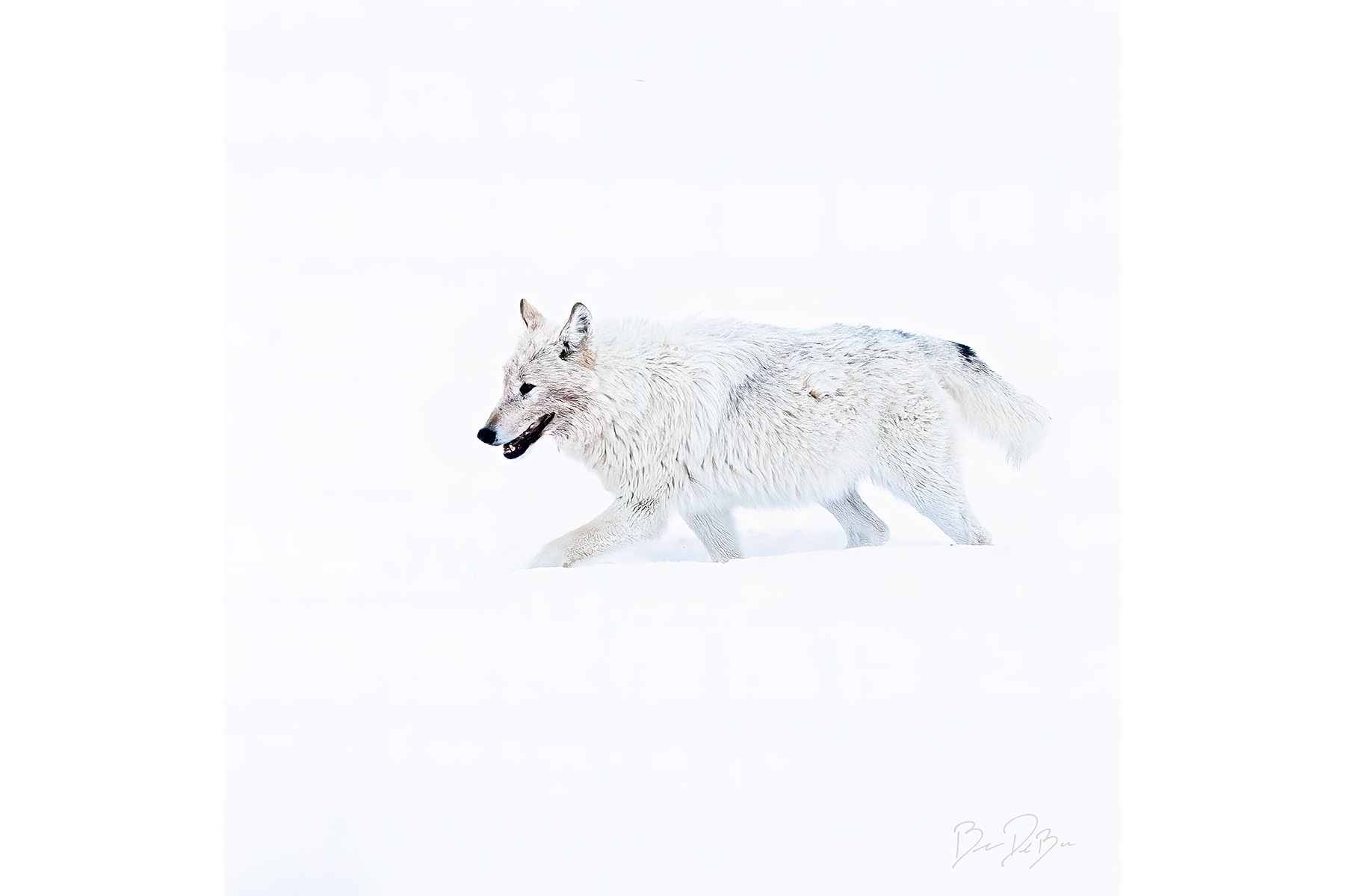 DeBock-White-Wolf-12x12_web.png