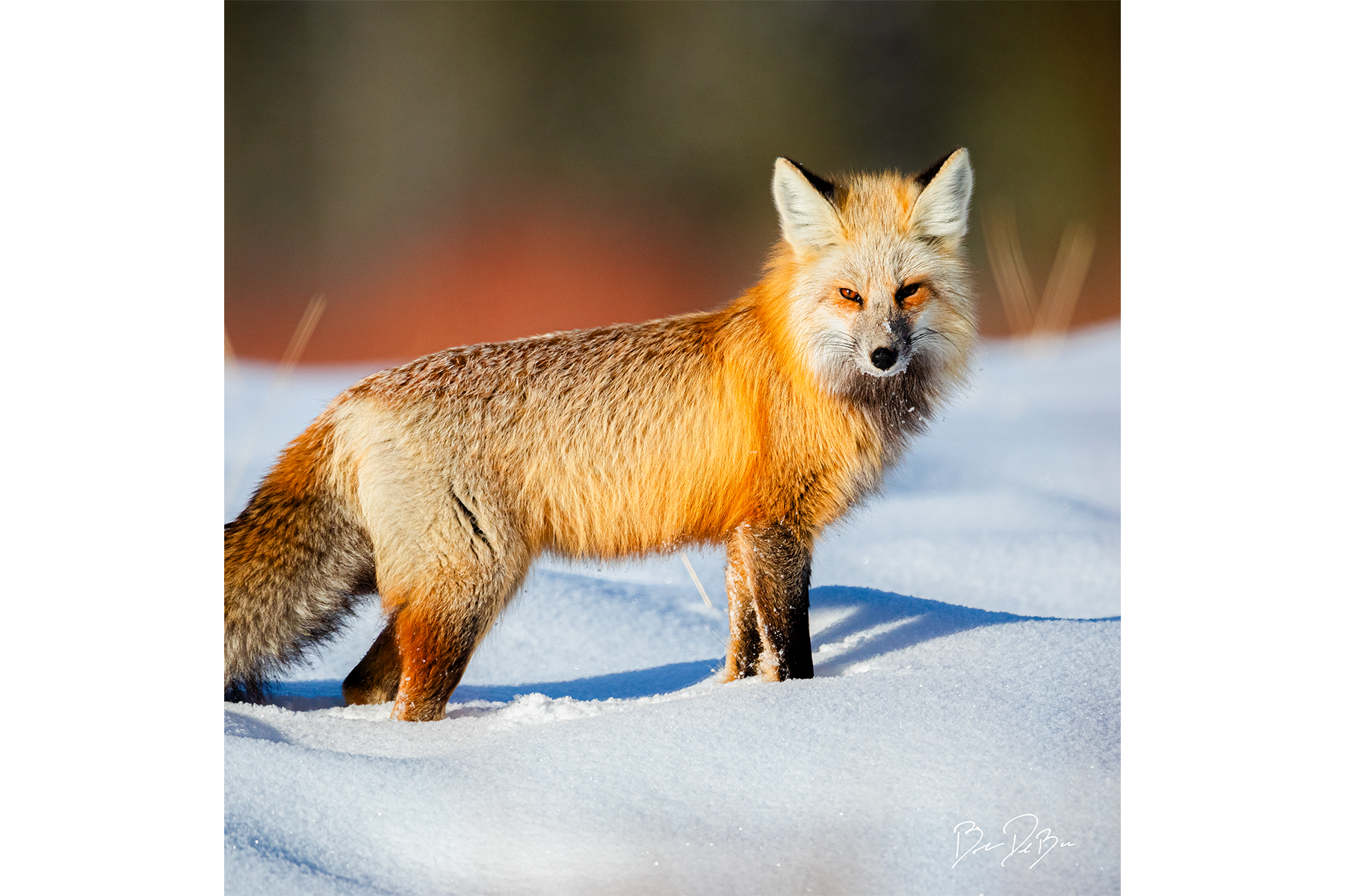 Blake-DeBock-Red-Fox_web.png