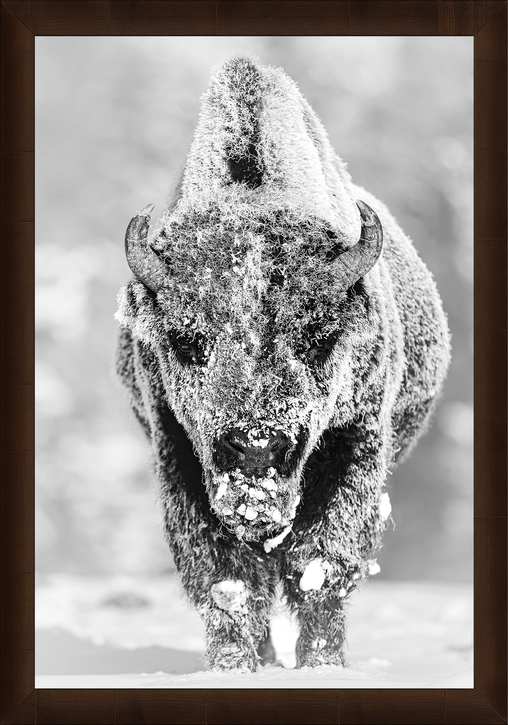 Blake-DeBock-28-Below_web-Framed-Sequoia_web.jpg