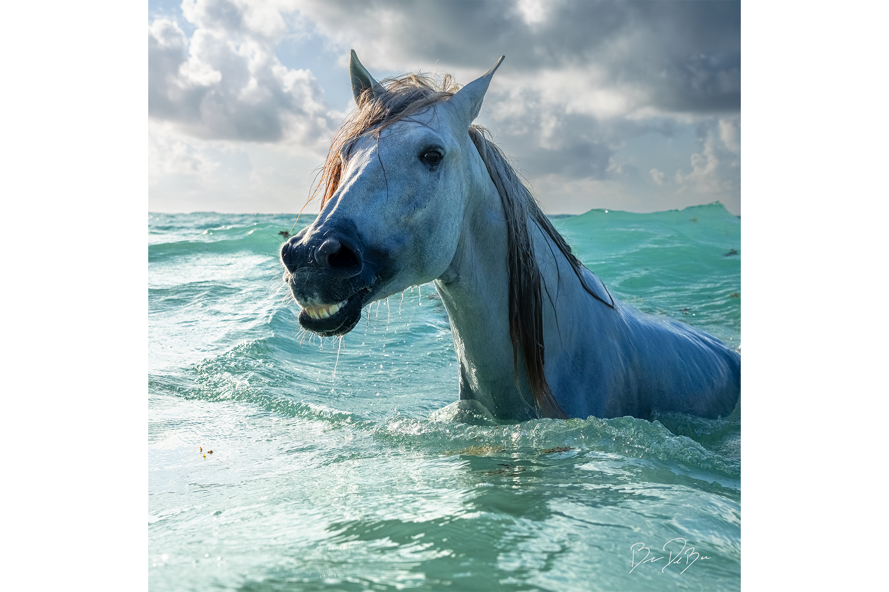 SWIMMING HORSE