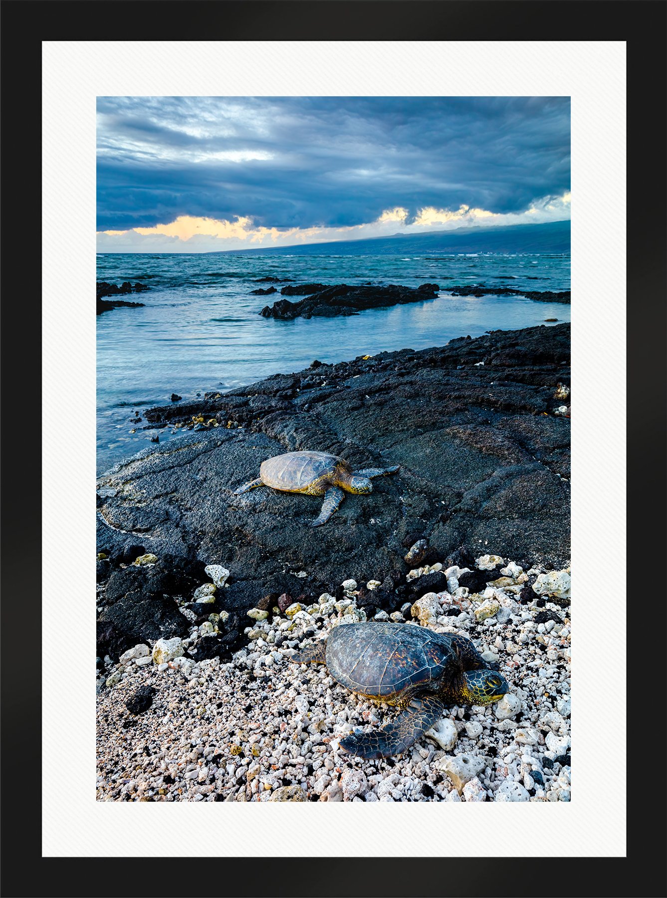 DeBock-Sea-Turtles-Framed-Matte-Black-Wht-Liner-1800x.jpg