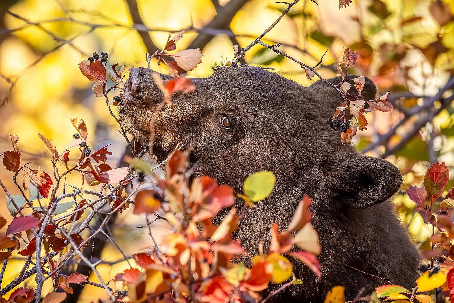 Blake-DeBock-Among-the-Berries_Web.jpg