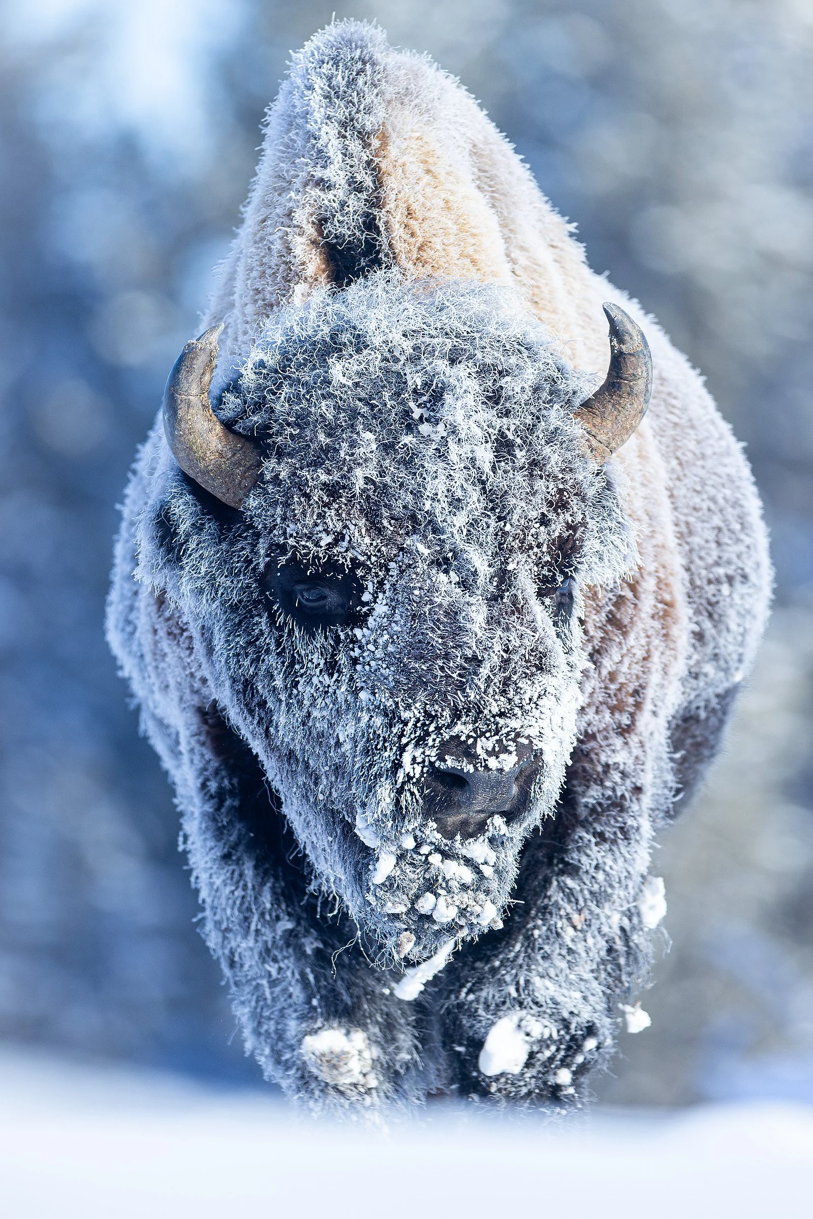 Blake-DeBock-Frosty-Bison_web.jpg