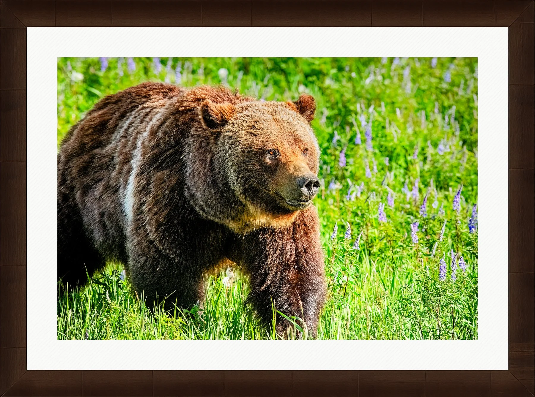 DeBock-Queen-of-the-Tetons-Grizzly-399-Framed-Cigar-Leaf-Wht-Liner-1800x.jpg