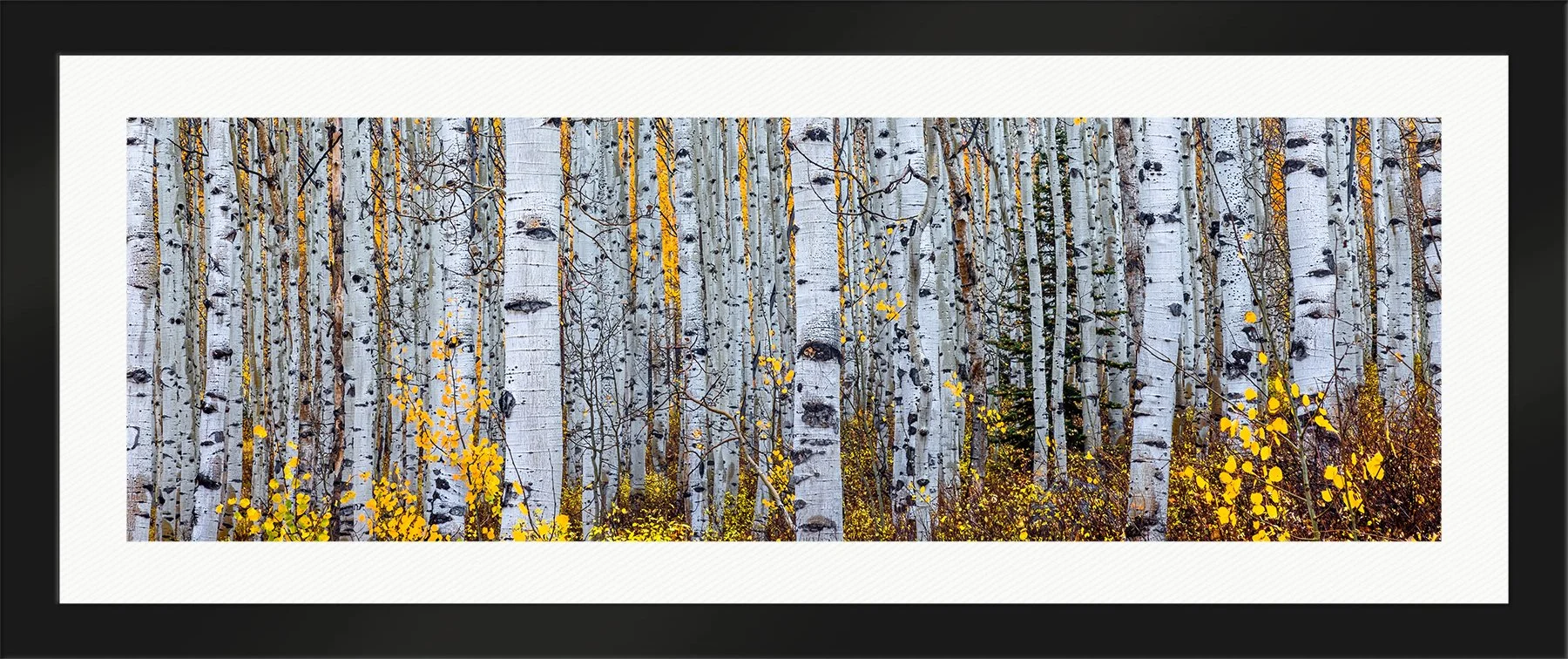 DeBock-Aspen-Forest-Framed-Matte-Black-Wht-Liner-1800x.jpg
