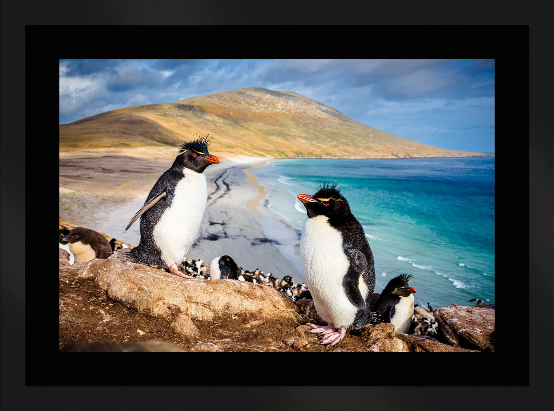 Blake-DeBock-Rockhopper-Colony-Framed-Matte-Black-Blk-Liner-1800x.jpg