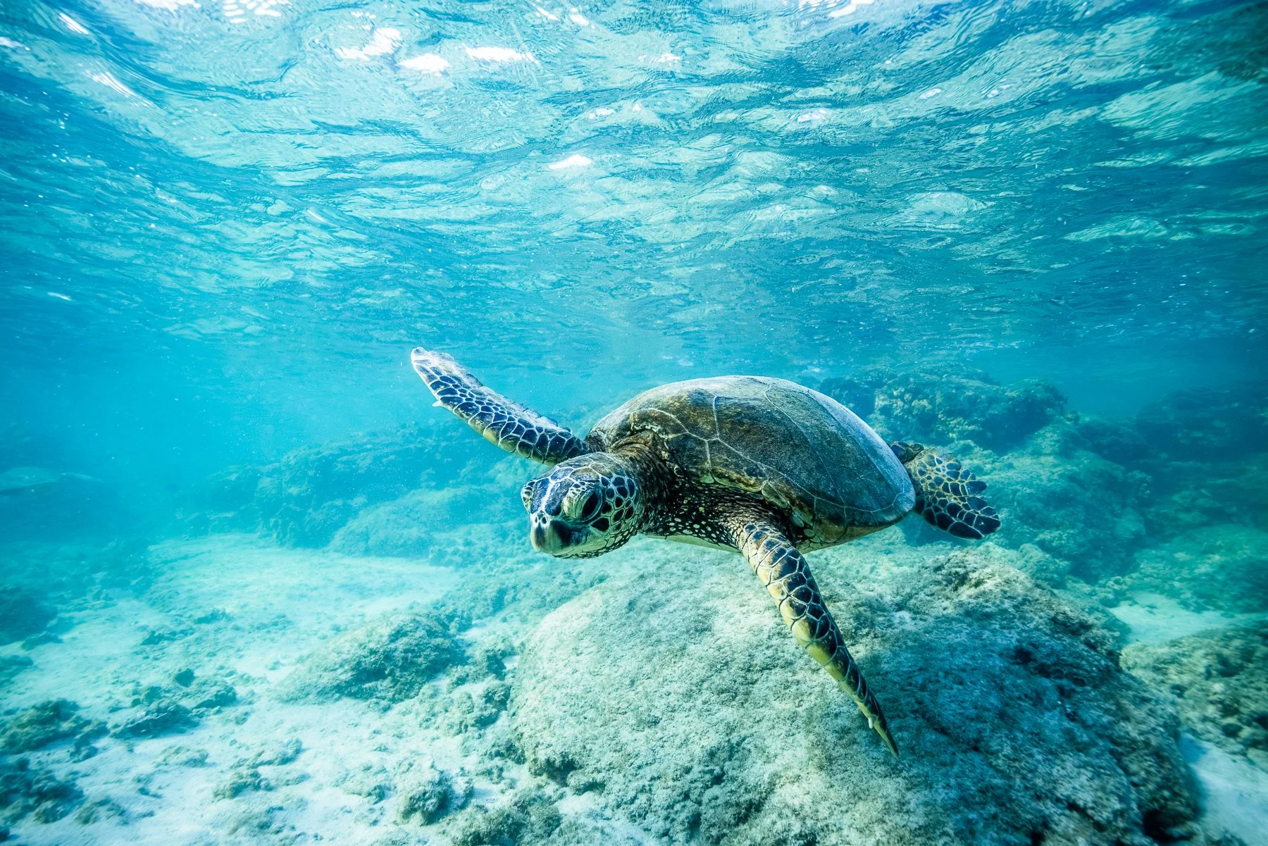 HONU