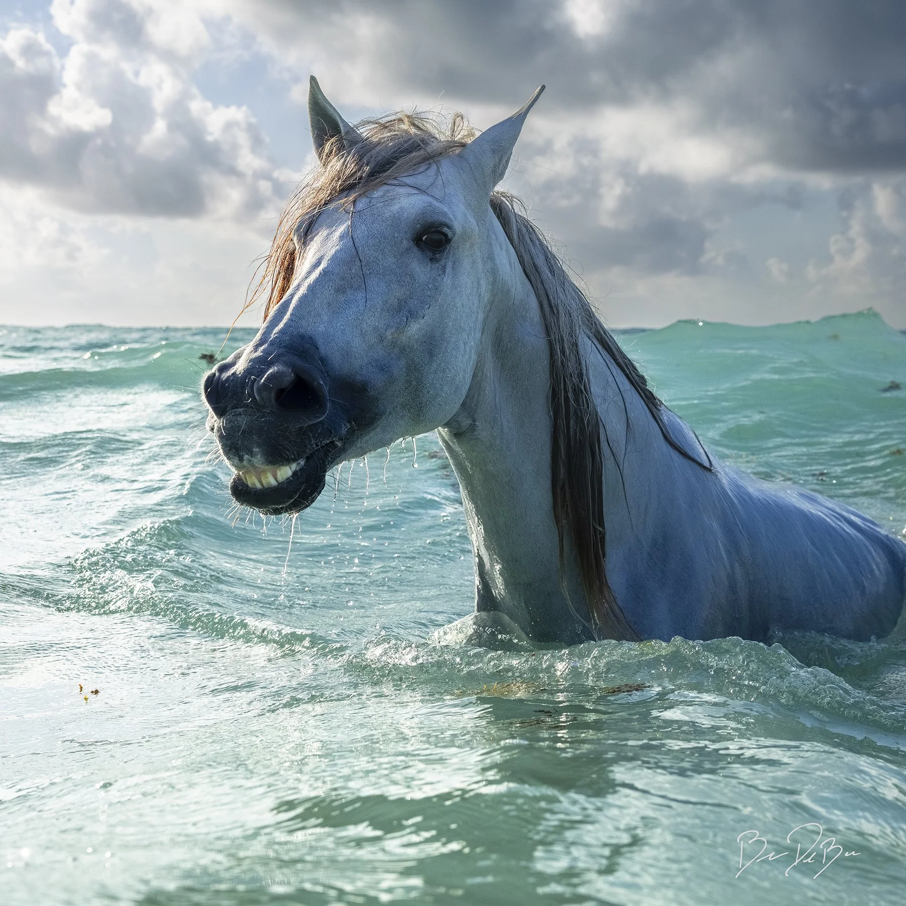 DeBock-Swimming-Horse-12x12_web.jpg