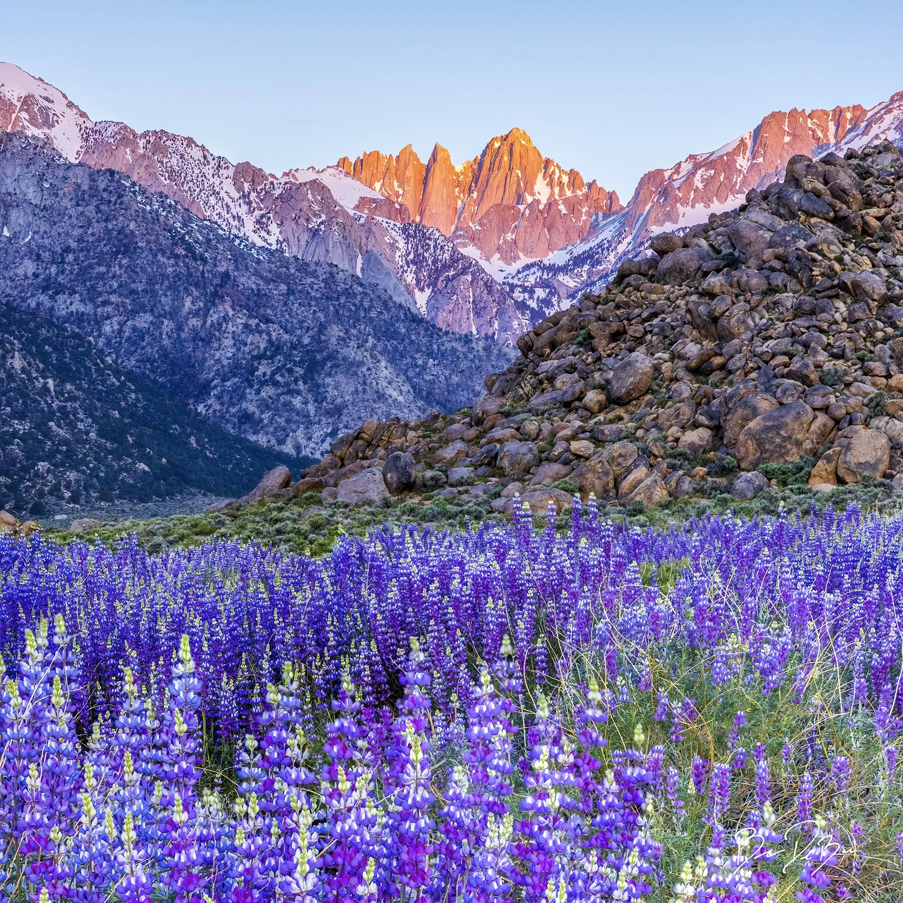 DeBock-Mt-Whitney-Wildflowers-12x12_web.jpg