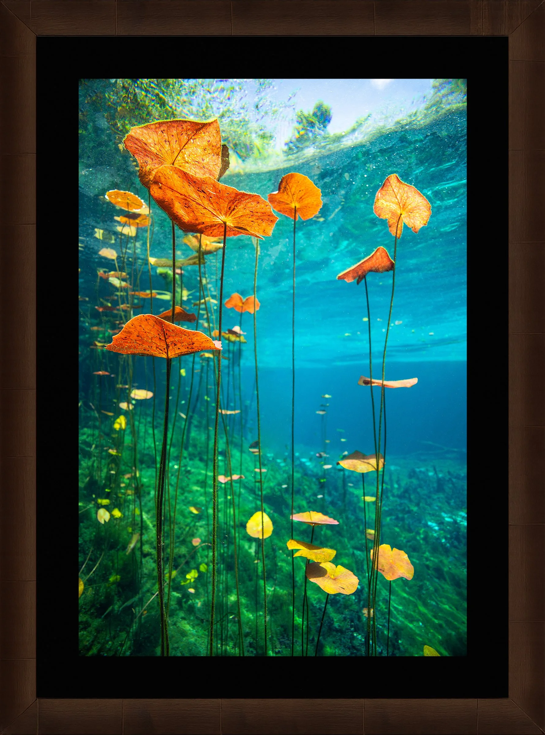 Blake-DeBock-_web-Framed-Sequoia-Leaf-Blk-Liner_web.jpg