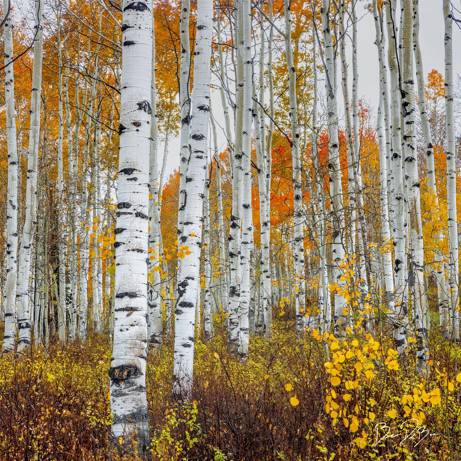 DeBock-Aspens-12x12_web.jpg
