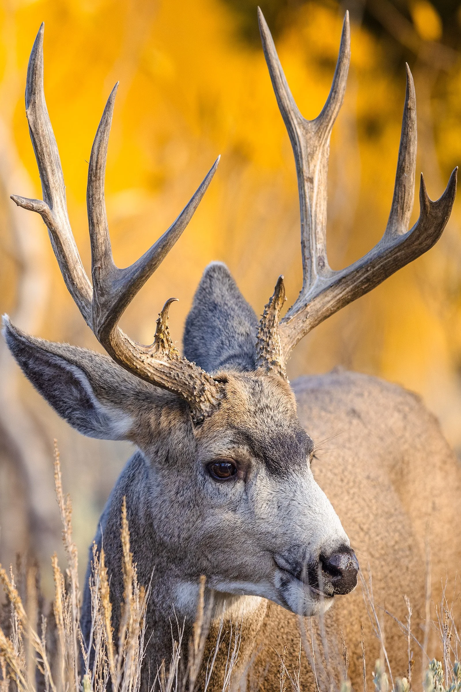 GOLDEN BUCK