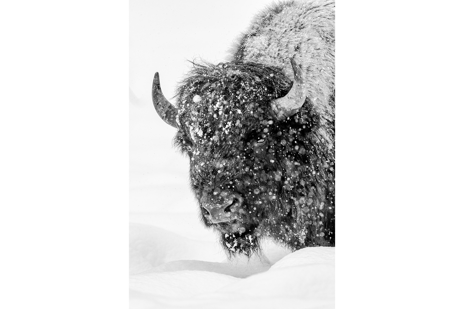 SNOWY BISON