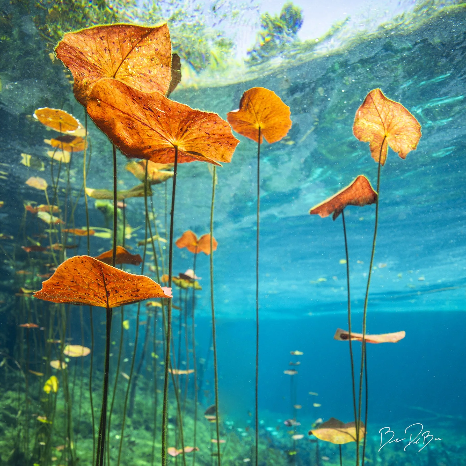 WATER LILIES ✨