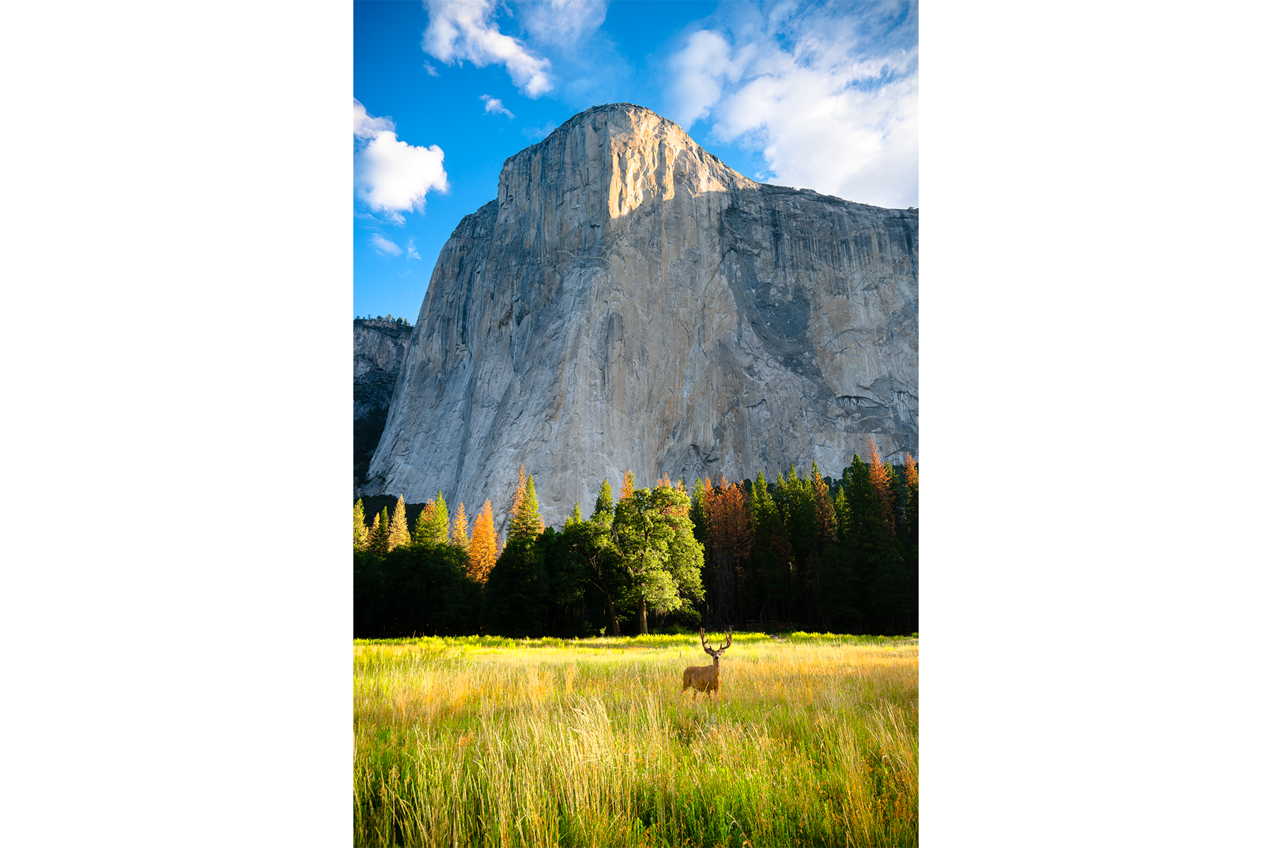 EL CAP MEADOW – COLLECTOR'S RESERVE