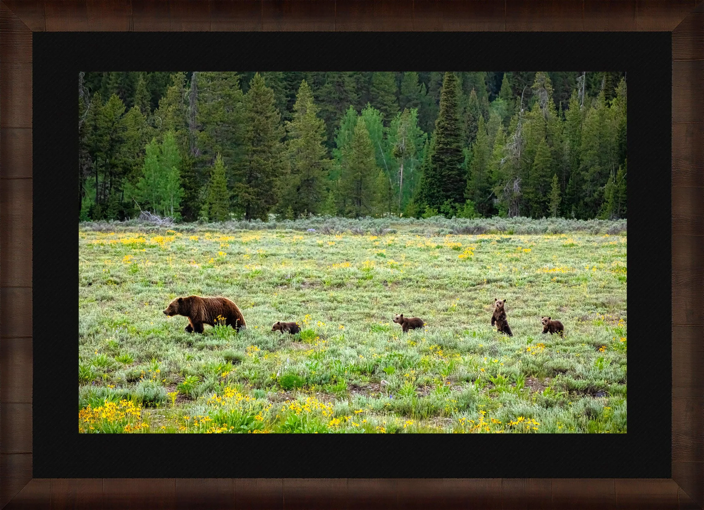 Curious-Cub-Framed-Cigar-Leaf-Blk-Liner.jpg