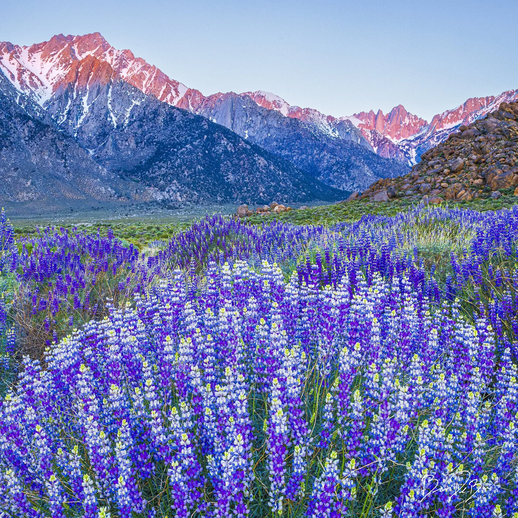 DeBock-Sierra-Lupines-12x12_web.jpg