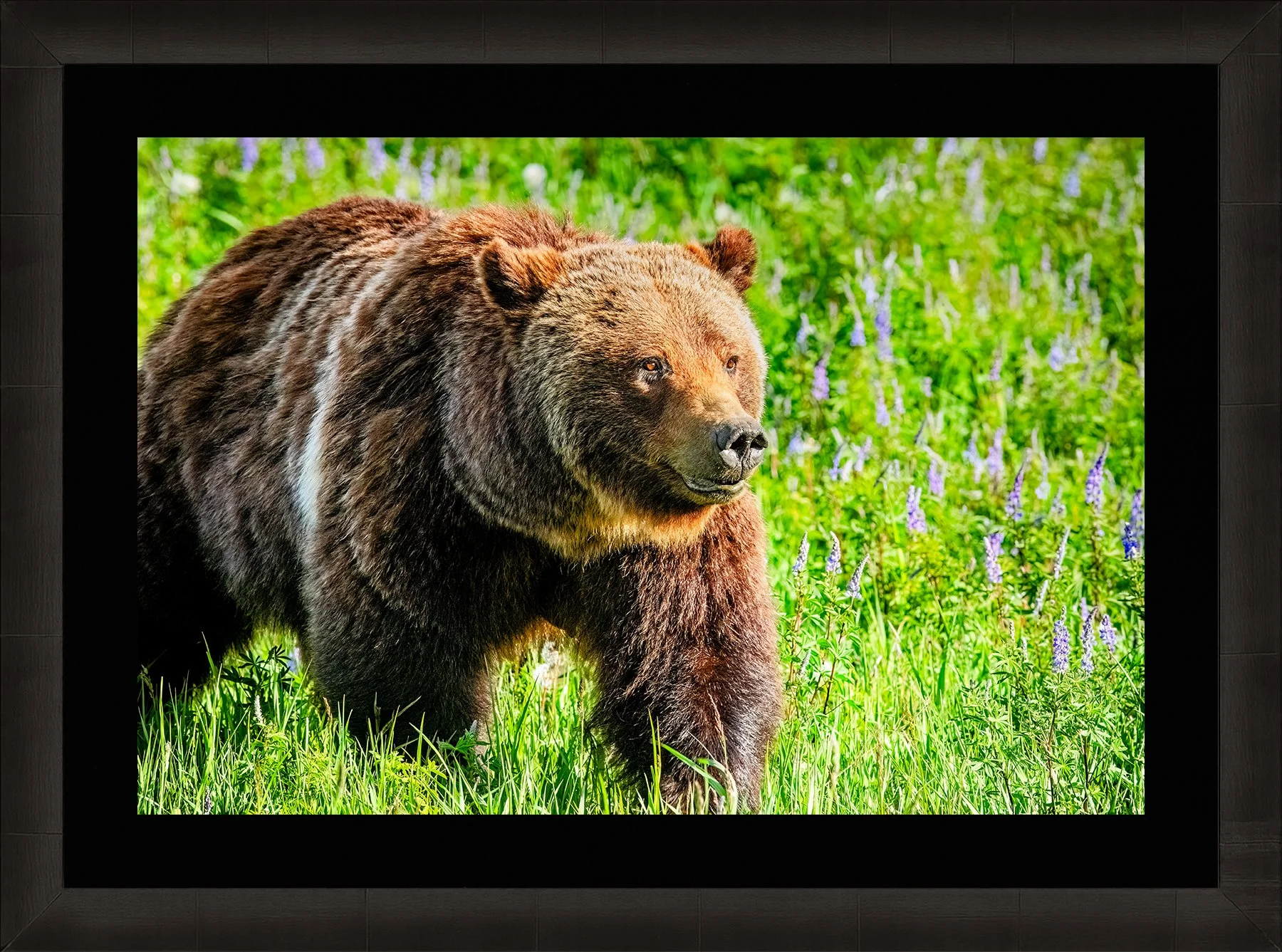 DeBock-Queen-of-the-Tetons-Grizzly-399-Framed-Dark-Ash-Blk-Liner-1800x.jpg